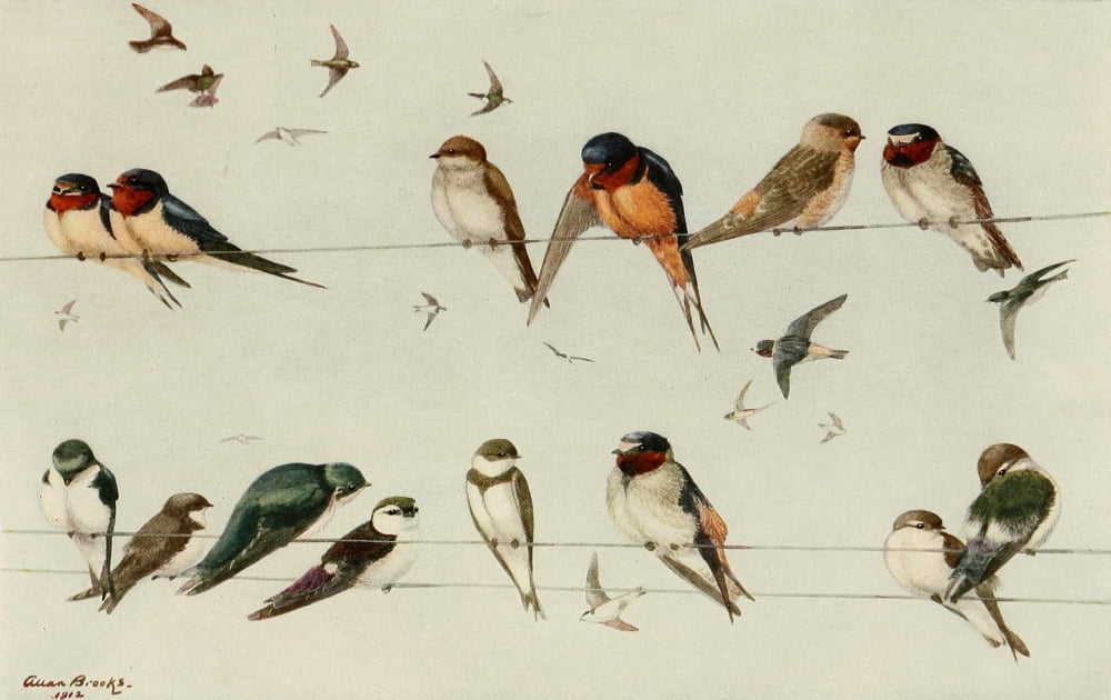 Birds of California 1923 California Swallows Canvas Art - A Brooks (24 x 36)