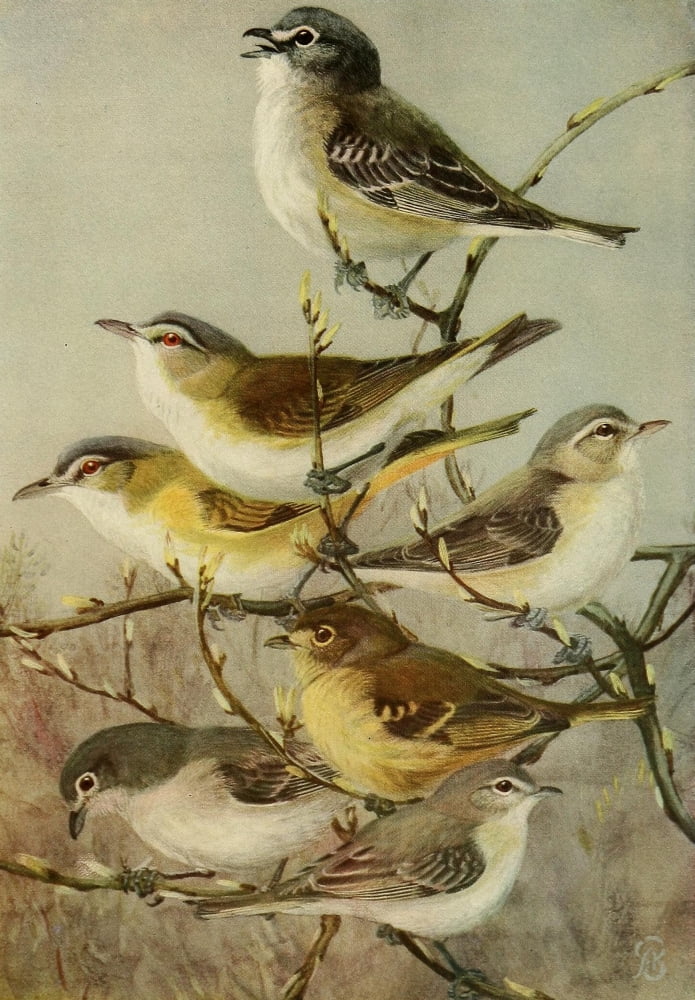 Birds of California 1923 California Vireos Canvas Art - A Brooks (18 x 24)