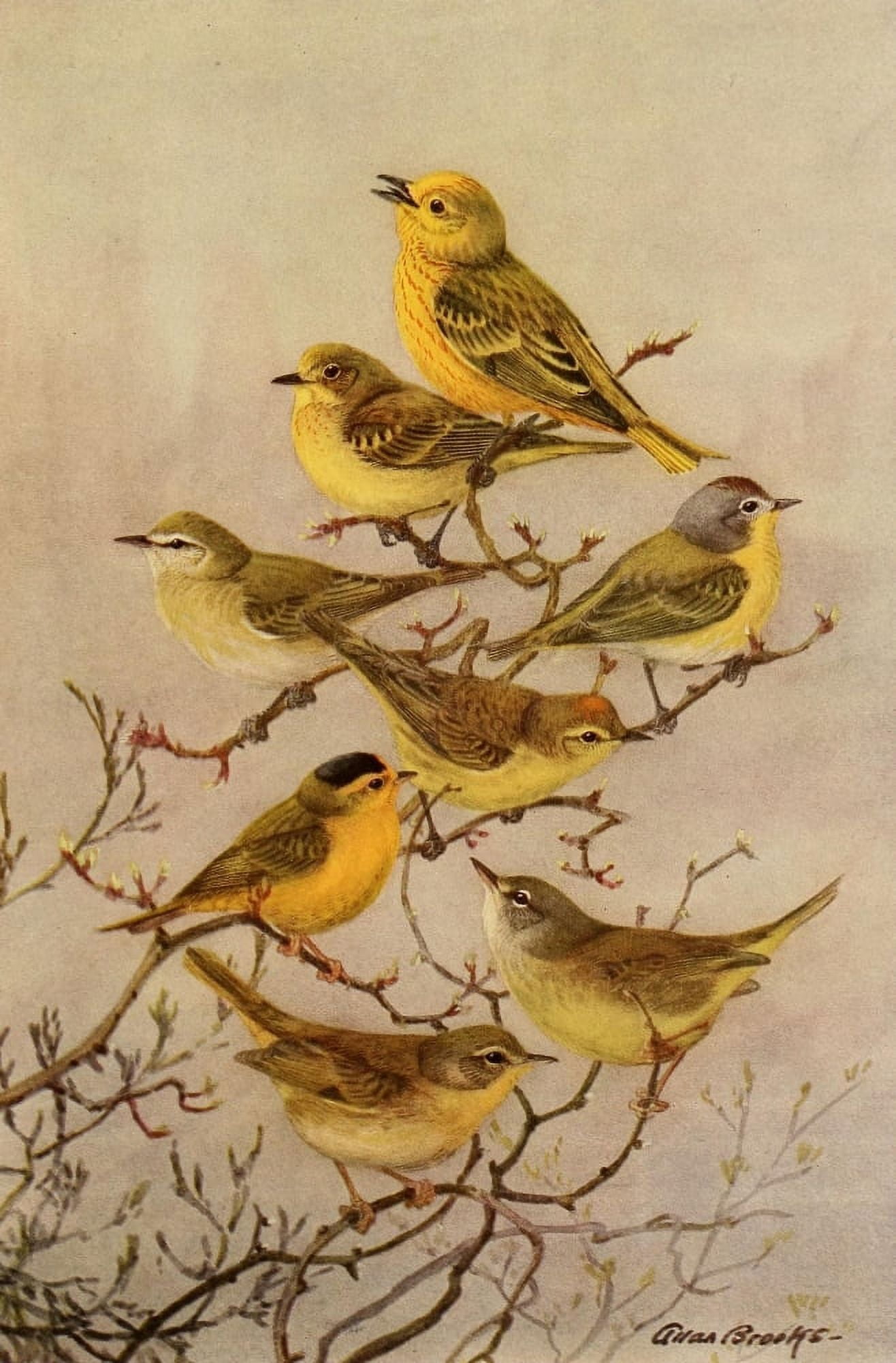 Birds of California 1923 California Warblers Canvas Art - A Brooks (18 x 24)