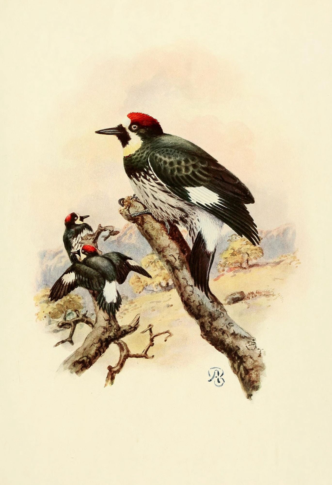 Birds of California 1923 California Woodpecker Canvas Art - A Brooks (18 x 24)