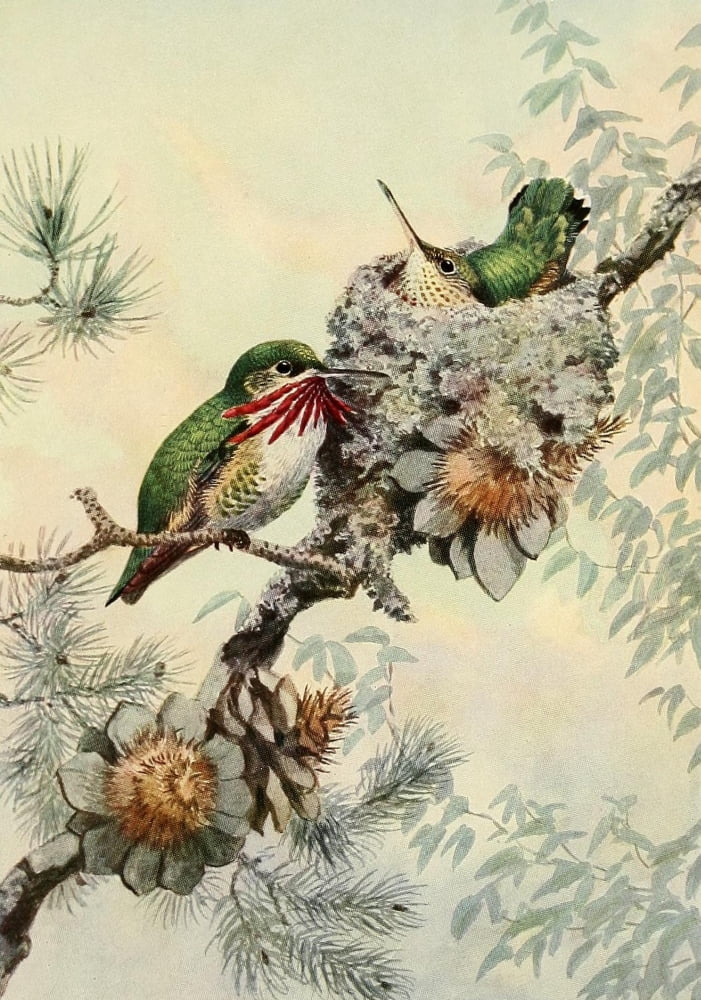 Birds of California 1923 Calliope Hummer Canvas Art - A Brooks (24 x 36)