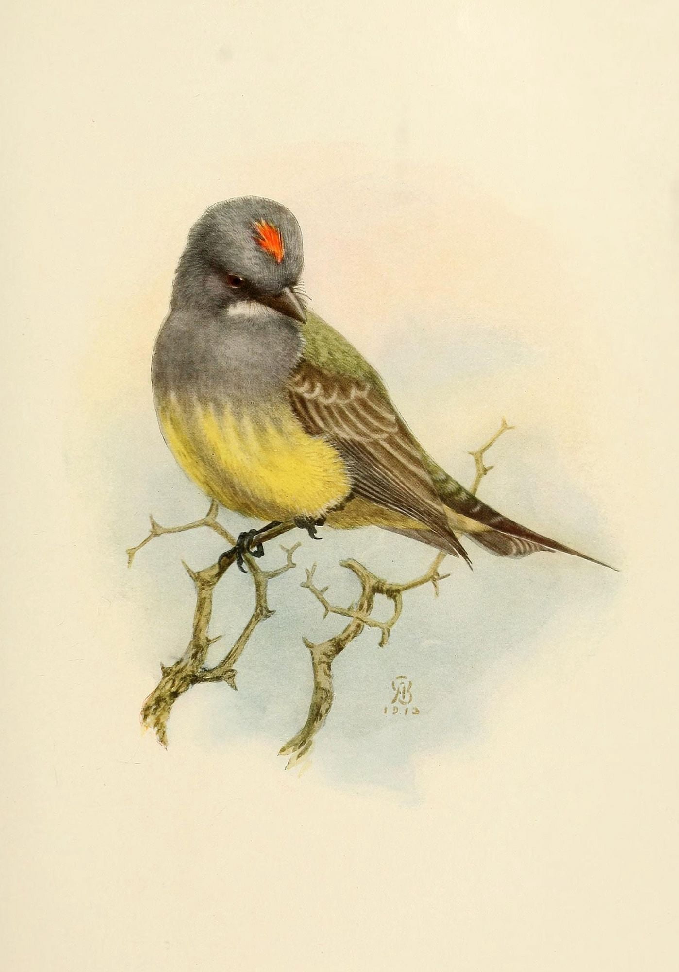 Birds of California 1923 Cassins Kingbird Canvas Art - A Brooks (24 x 36)