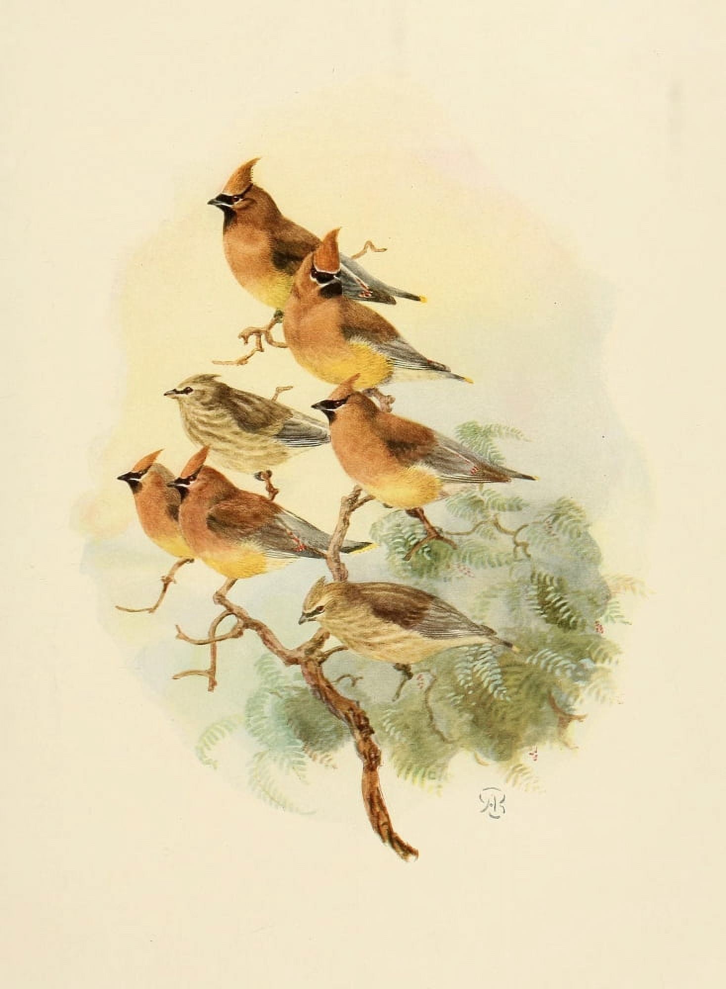 Birds of California 1923 Cedar Waxwings Canvas Art - A Brooks (24 x 36)