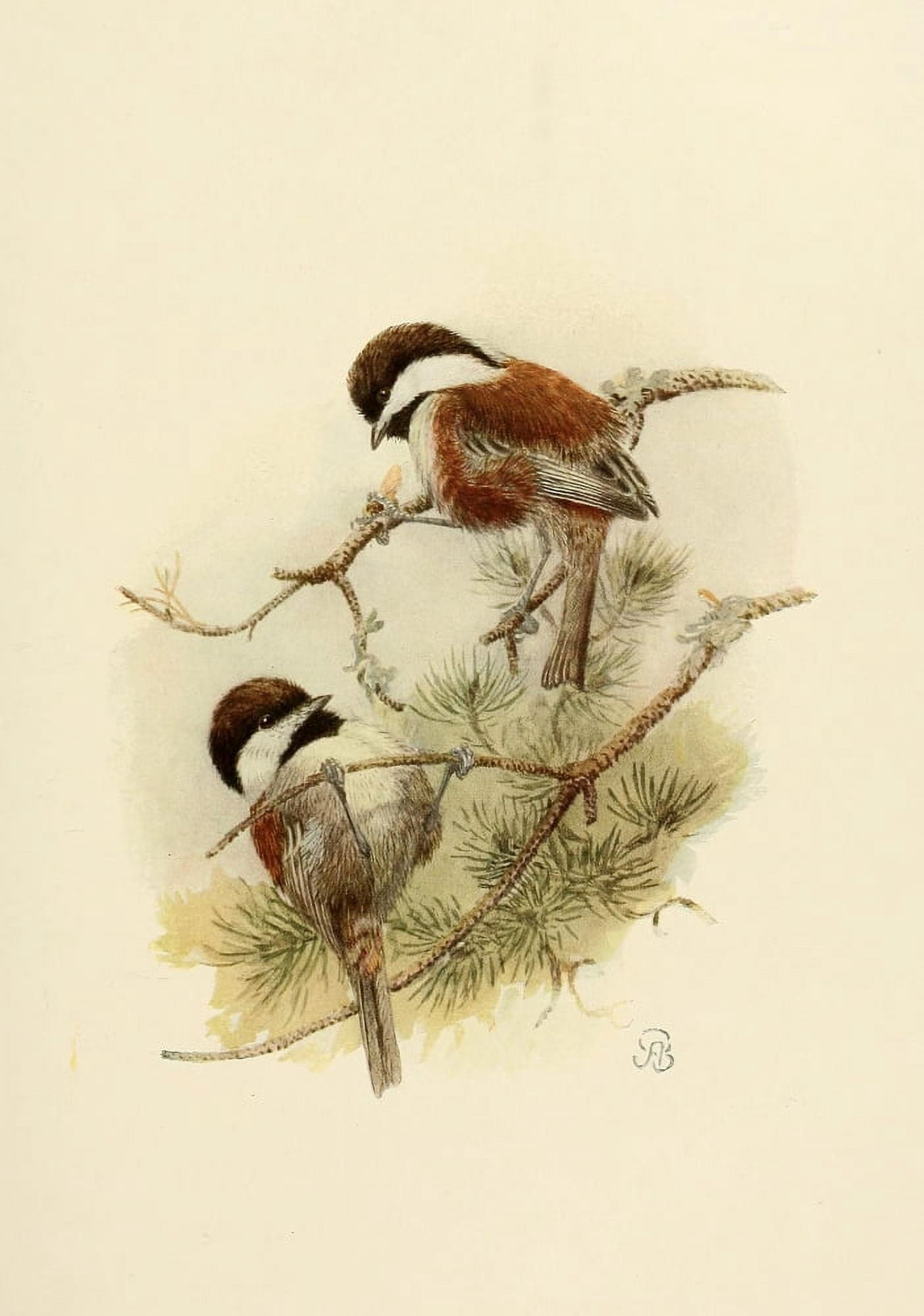 Birds of California 1923 Chstnt-bckd Chickadees Canvas Art - A Brooks (18 x 24)
