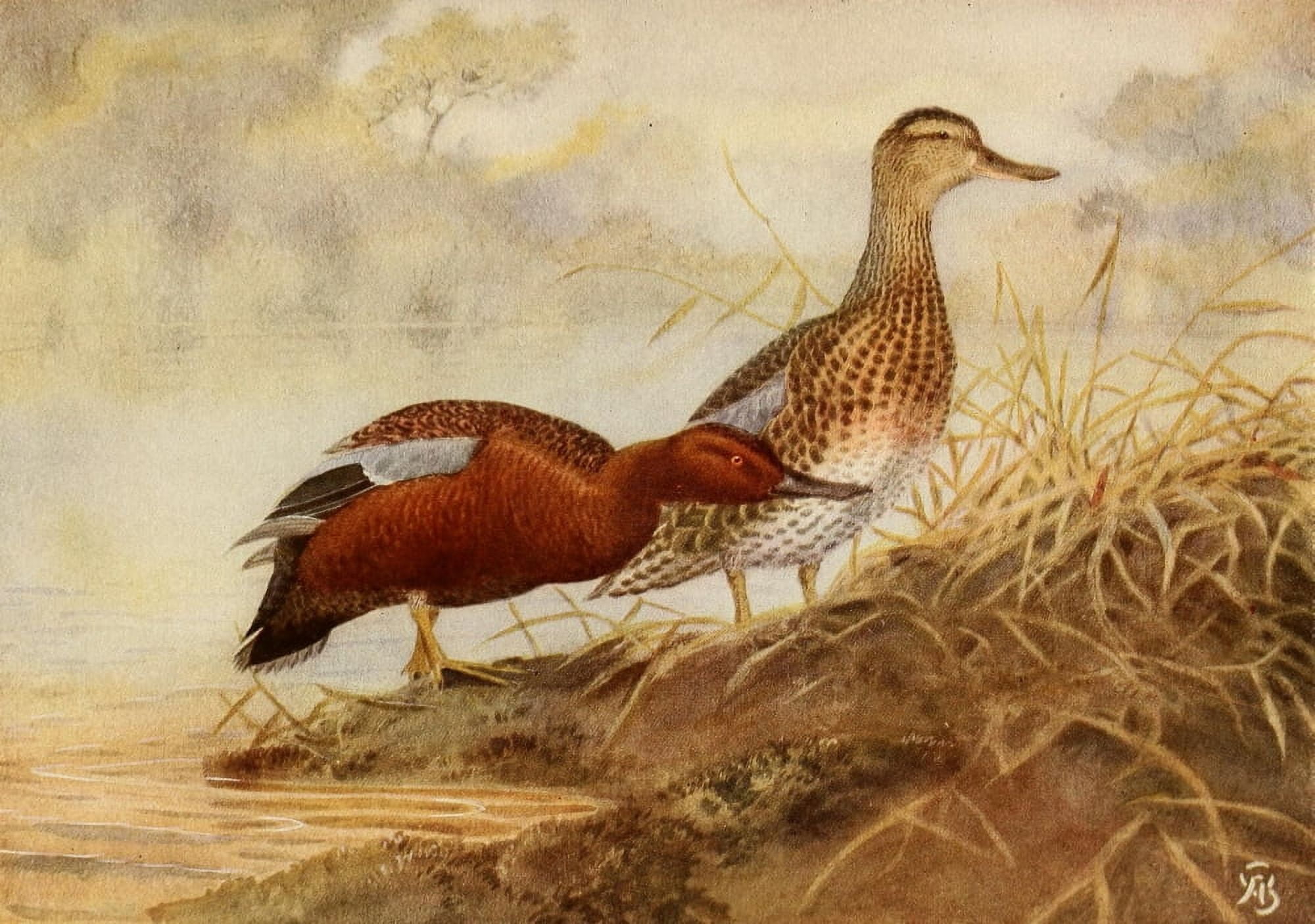 Birds of California 1923 Cinnamon Teal Canvas Art - A Brooks (18 x 24)