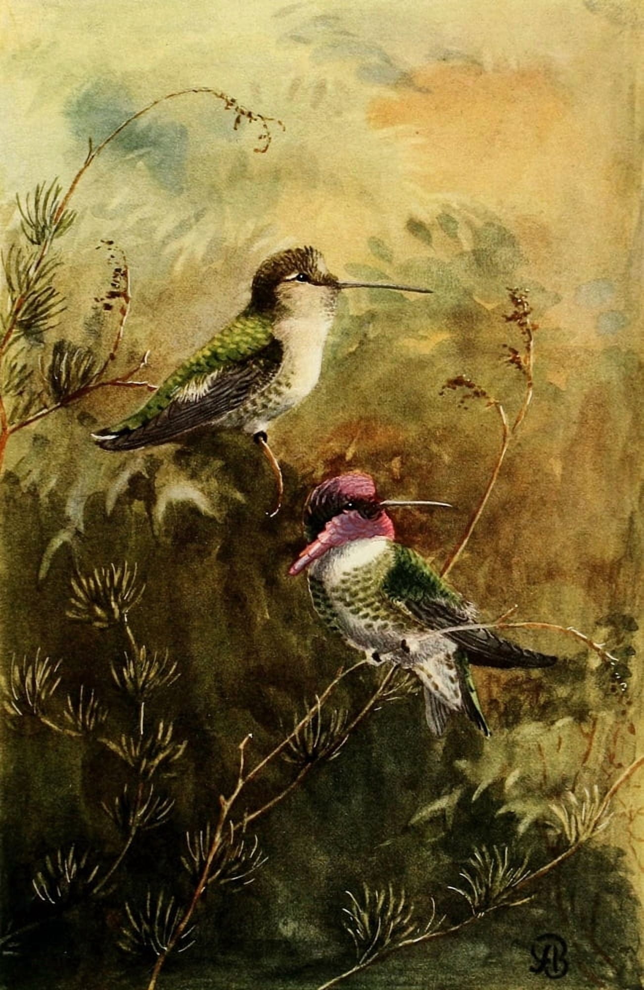 Birds of California 1923 Costas Hummer Canvas Art - A Brooks (18 x 24)