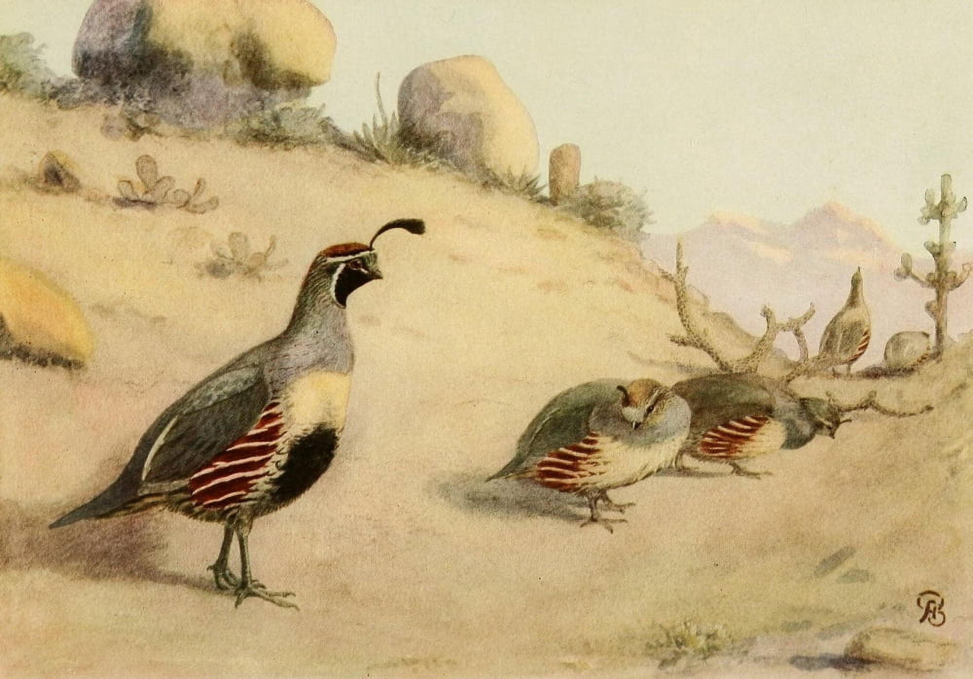 Birds of California 1923 Desert Quail Canvas Art - A Brooks (18 x 24)