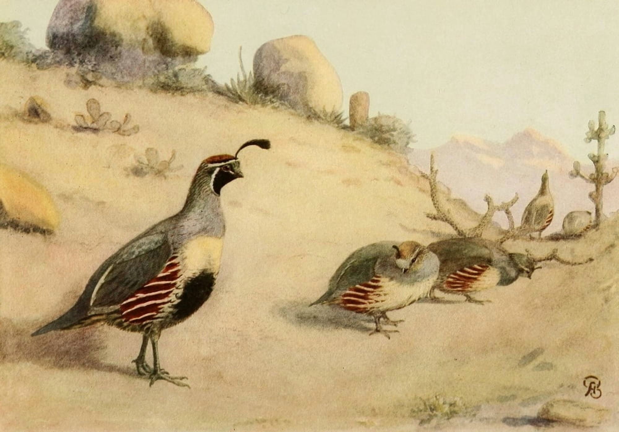 Birds of California 1923 Desert Quail Canvas Art - A Brooks (24 x 36)