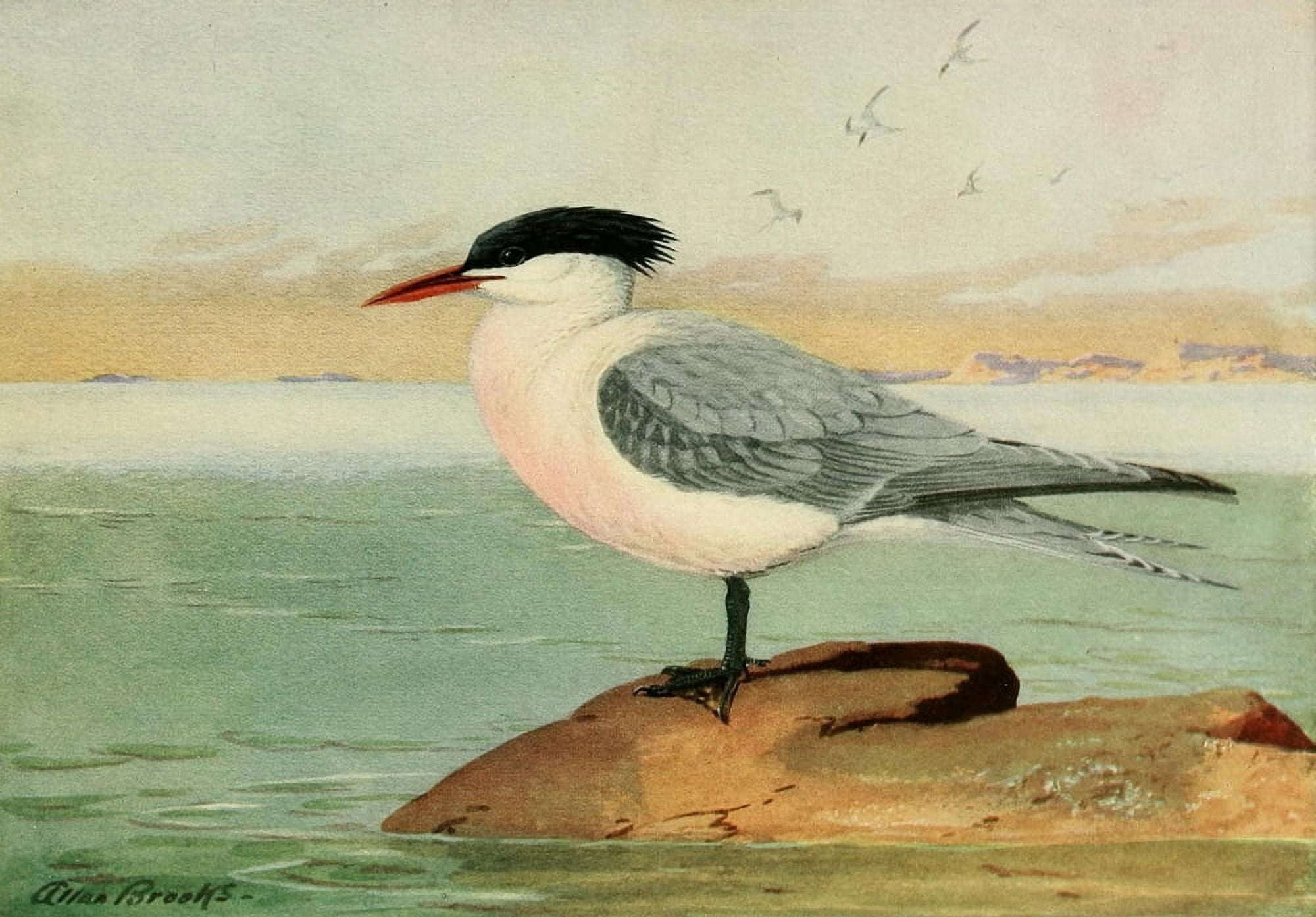 Birds of California 1923 Elegant Tern Canvas Art - A Brooks (18 x 24)