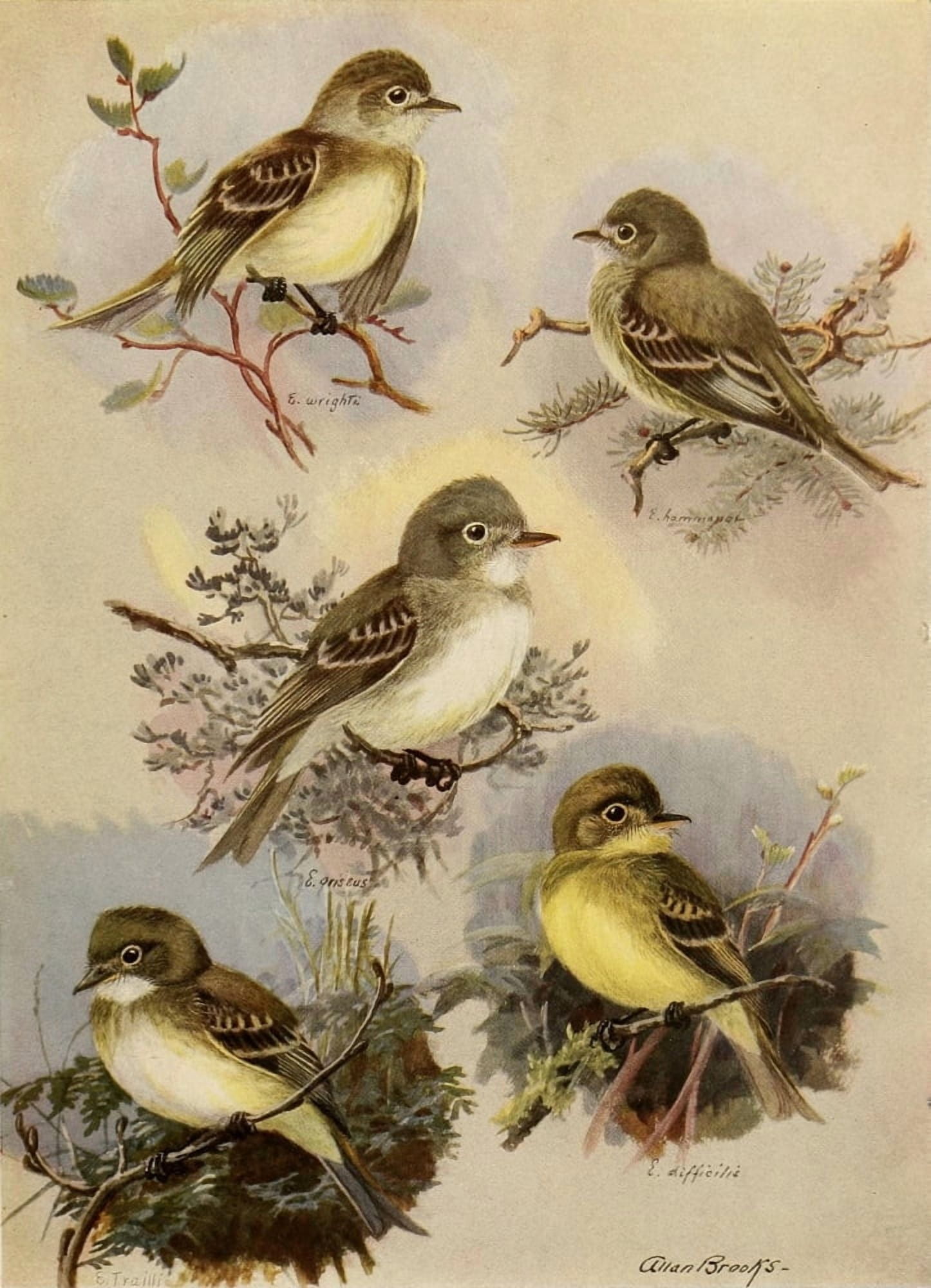 Birds of California 1923 Empidonax Flycatchers Canvas Art - A Brooks (24 x 36)