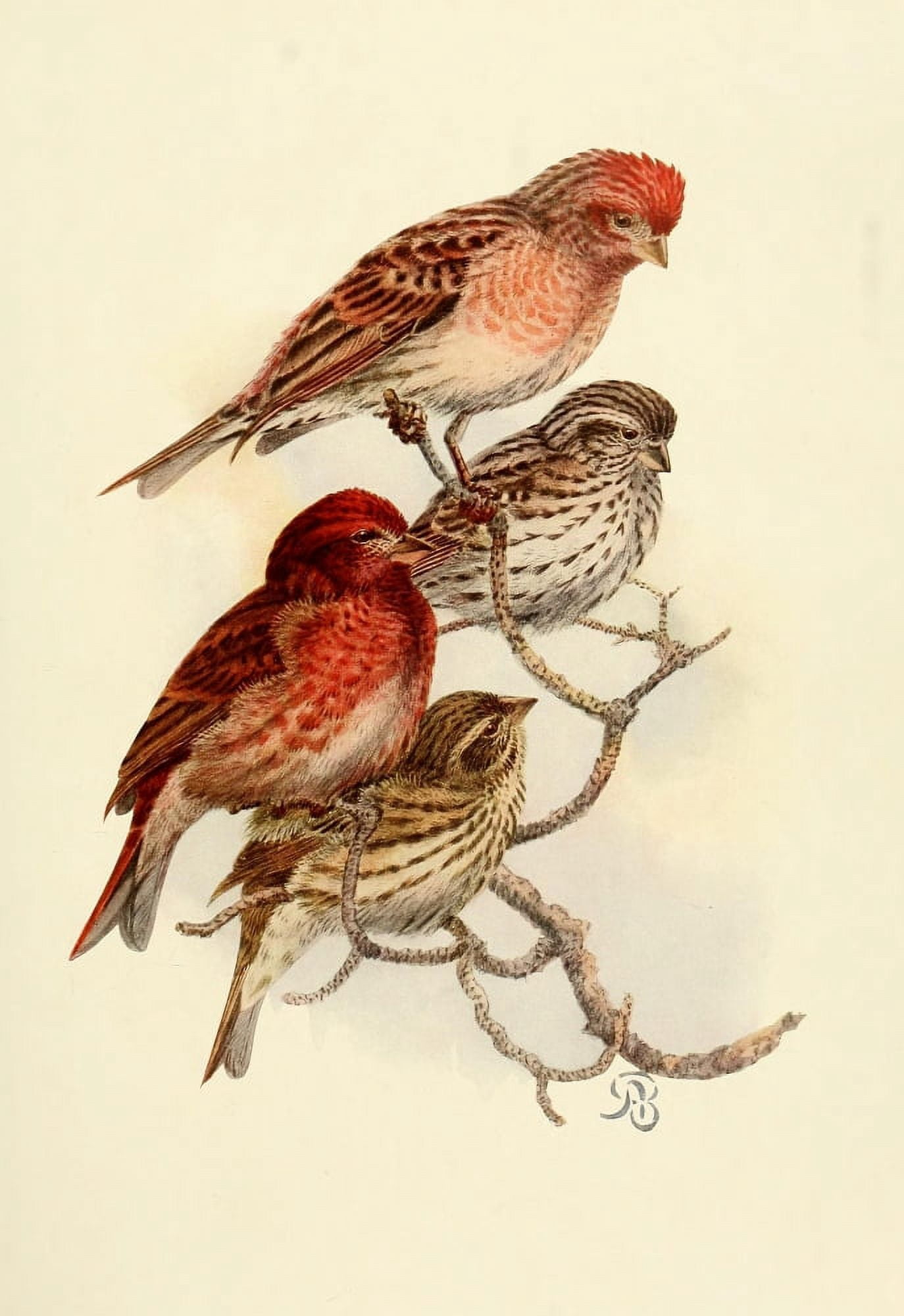Birds of California 1923 Finches Canvas Art - A Brooks (18 x 24)