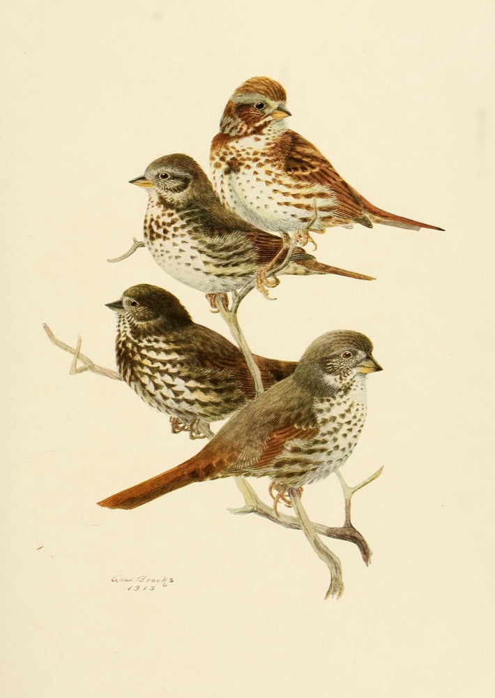 Birds of California 1923 Fox Sparrows Canvas Art - A Brooks (18 x 24)