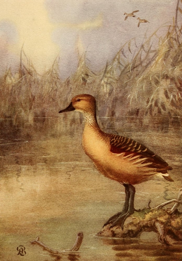 Birds of California 1923 Fulvous Tree Duck Canvas Art - A Brooks (24 x 36)