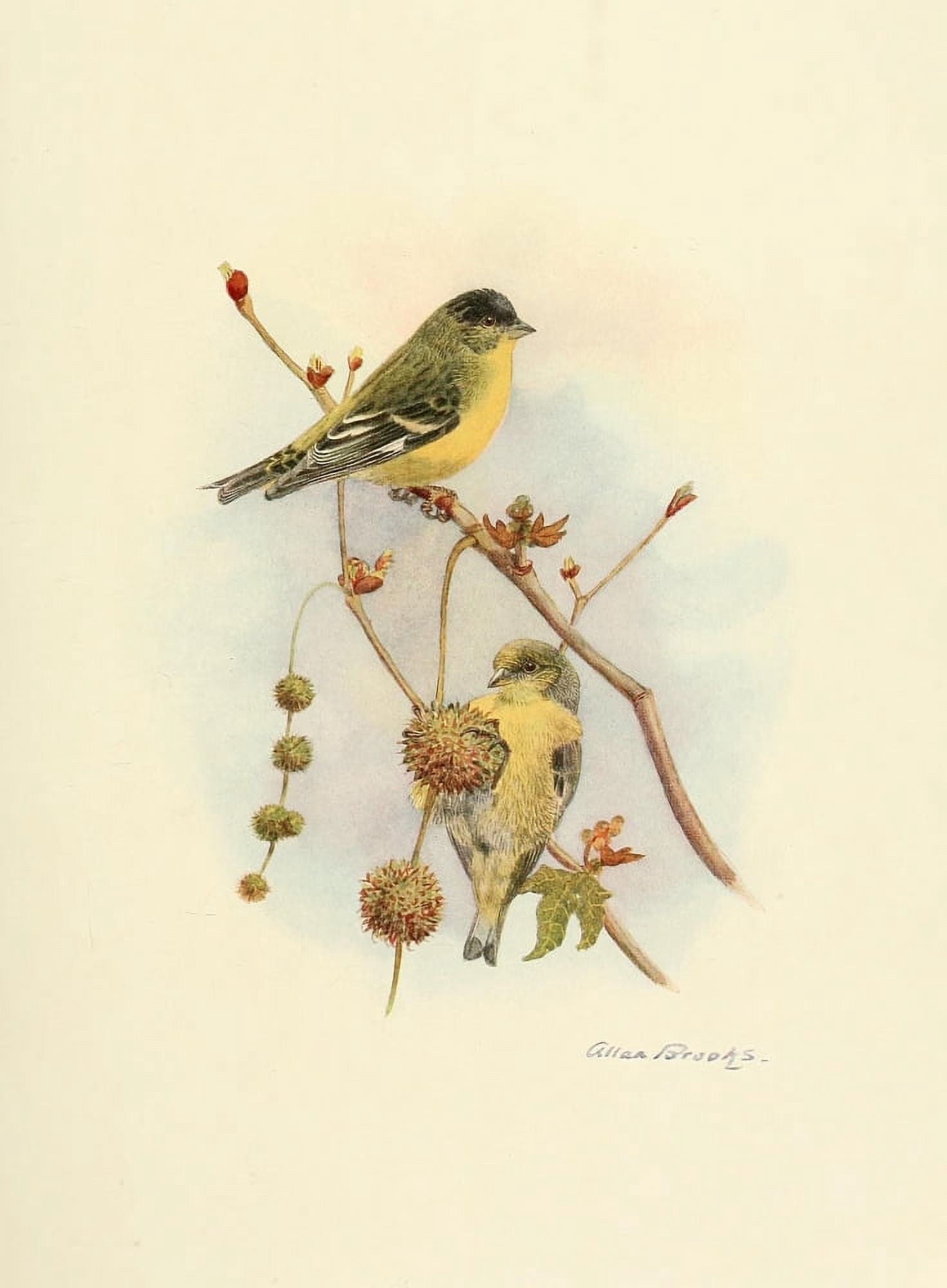Birds of California 1923 Green-backed Goldfinch Canvas Art - A Brooks (18 x 24)
