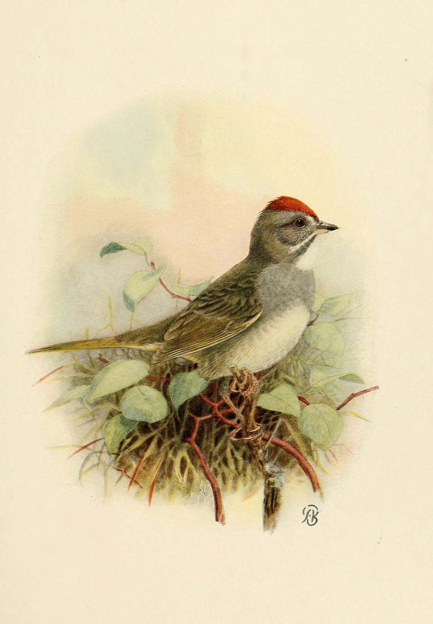 Birds of California 1923 Green-tailed Towhee Canvas Art - A Brooks (18 x 24)