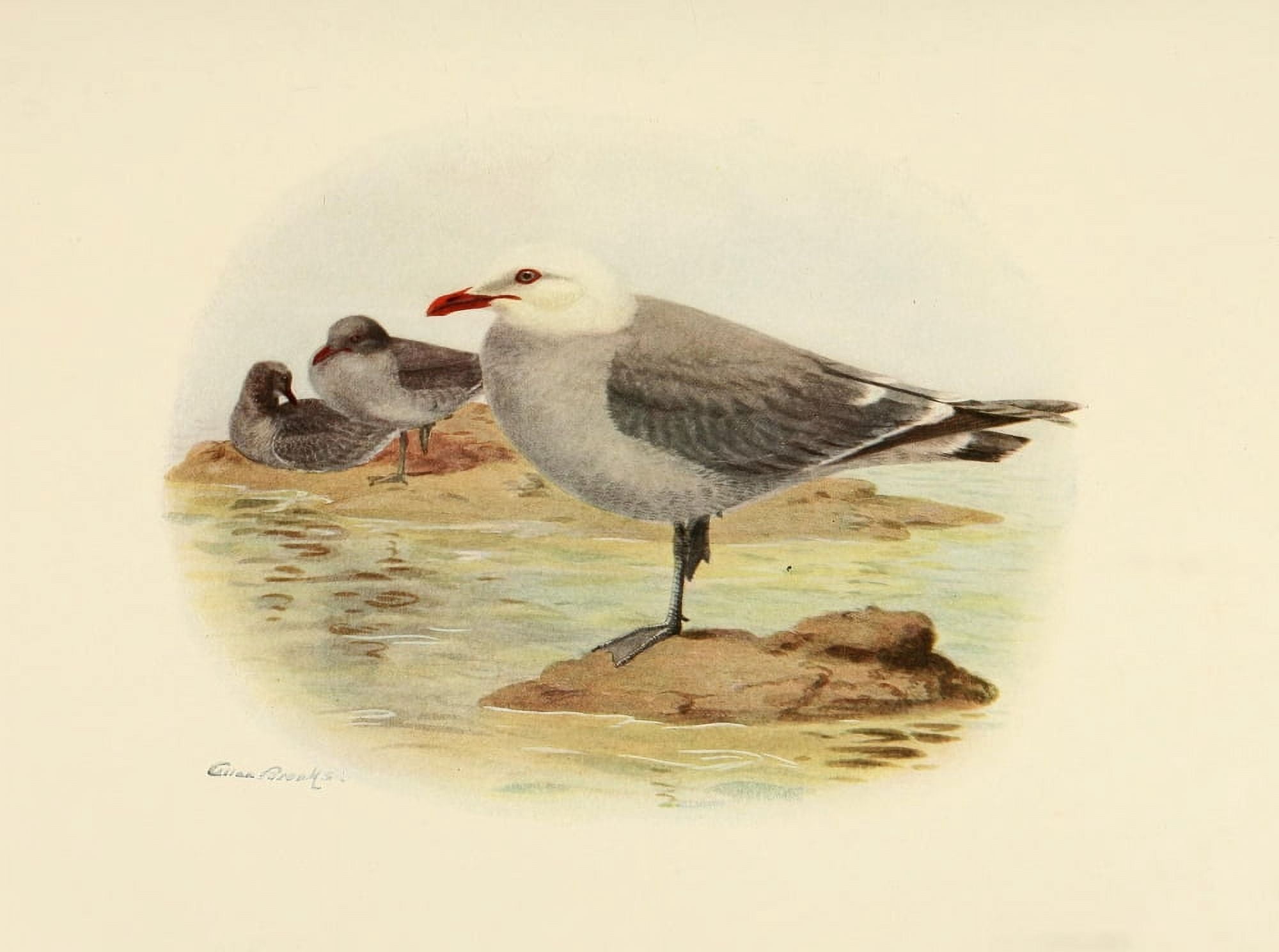 Birds of California 1923 Heermans Gull Canvas Art - A Brooks (18 x 24)