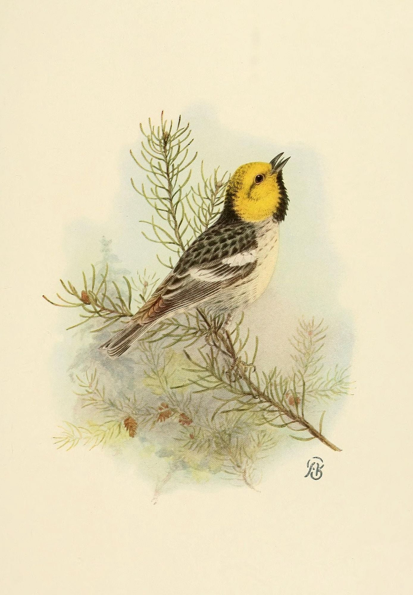 Birds of California 1923 Hermit Warbler Canvas Art - A Brooks (18 x 24)