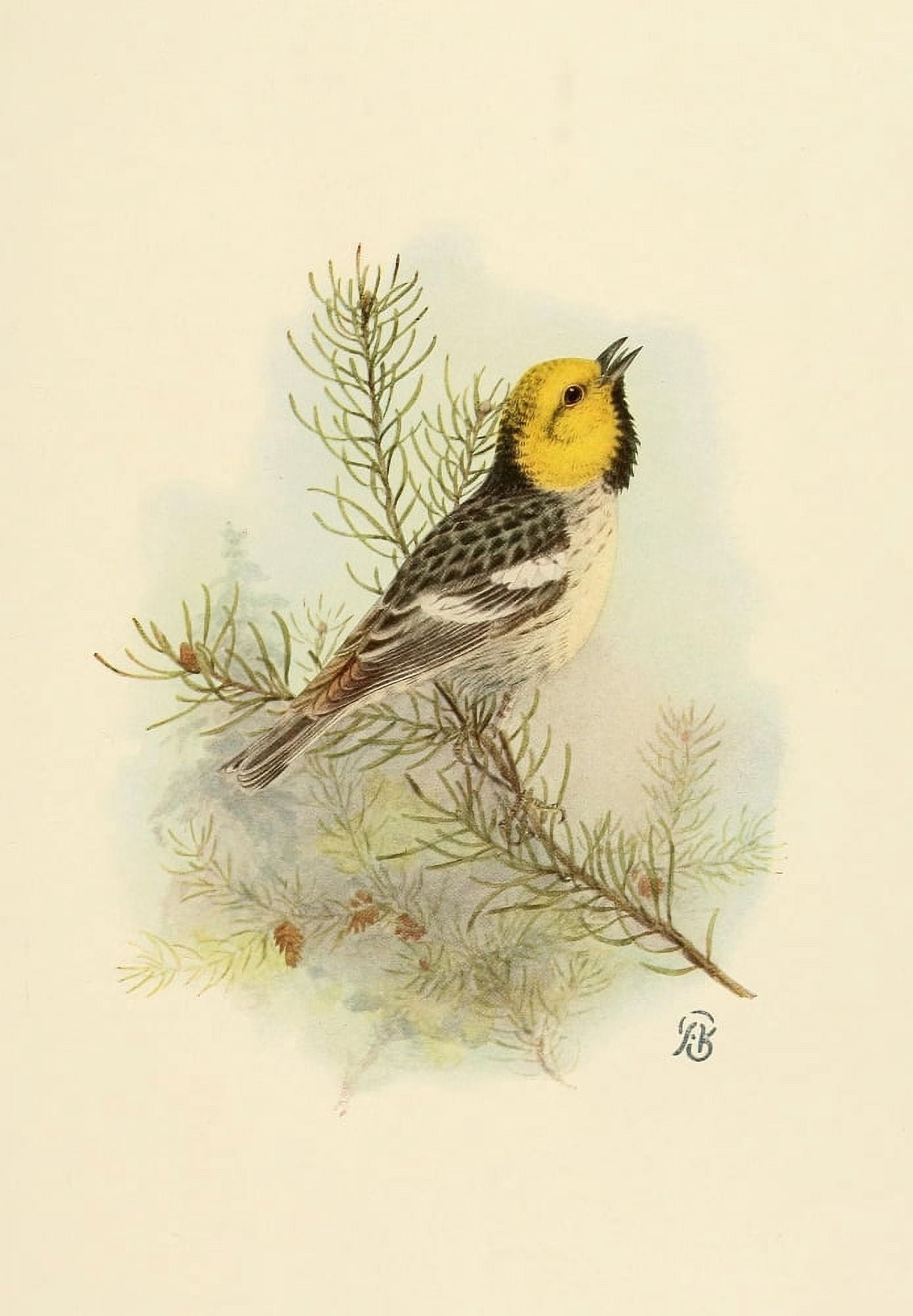 Birds of California 1923 Hermit Warbler Canvas Art - A Brooks (24 x 36)