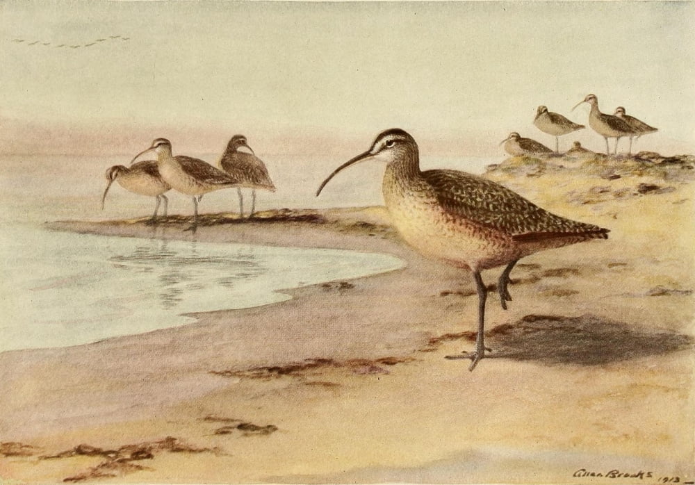 Birds of California 1923 Hudsonian Curlew Canvas Art - A Brooks (18 x 24)