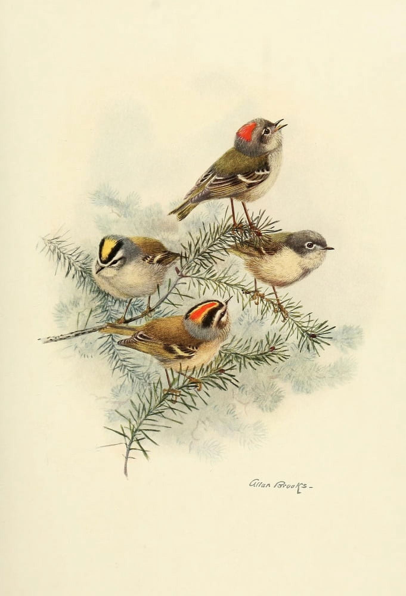 Birds of California 1923 Kinglets Canvas Art - A Brooks (18 x 24)