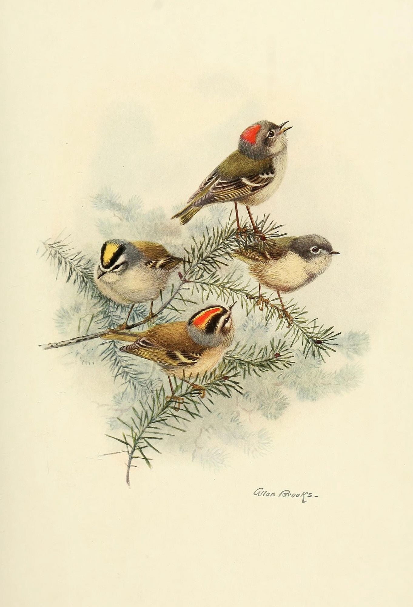 Birds of California 1923 Kinglets Canvas Art - A Brooks (24 x 36)