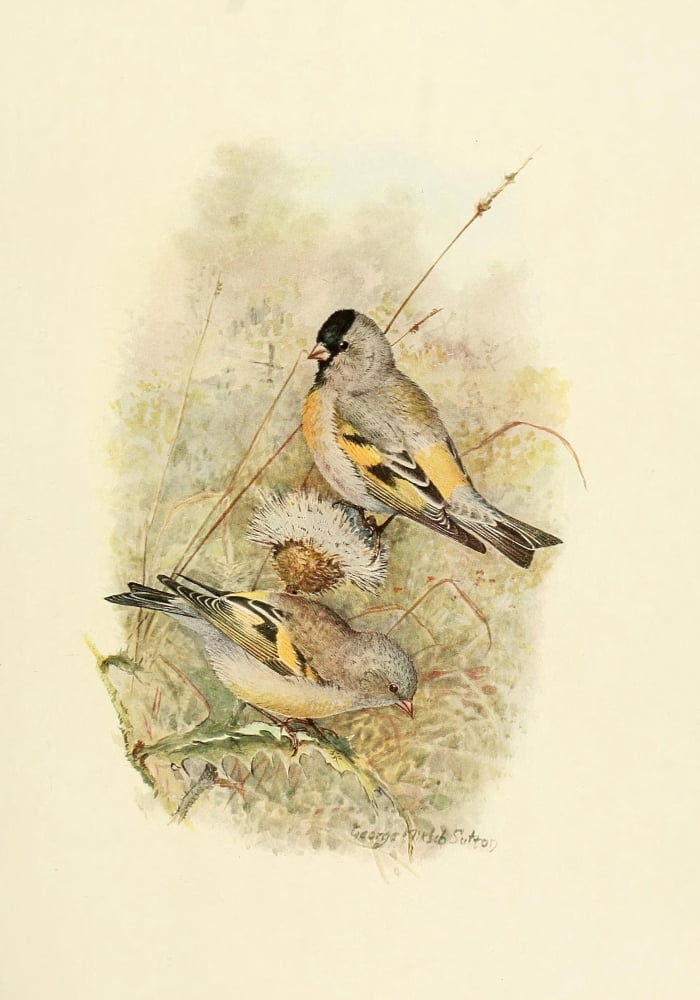 Birds of California 1923 Lawrences Goldfinch Canvas Art - A Brooks (18 x 24)