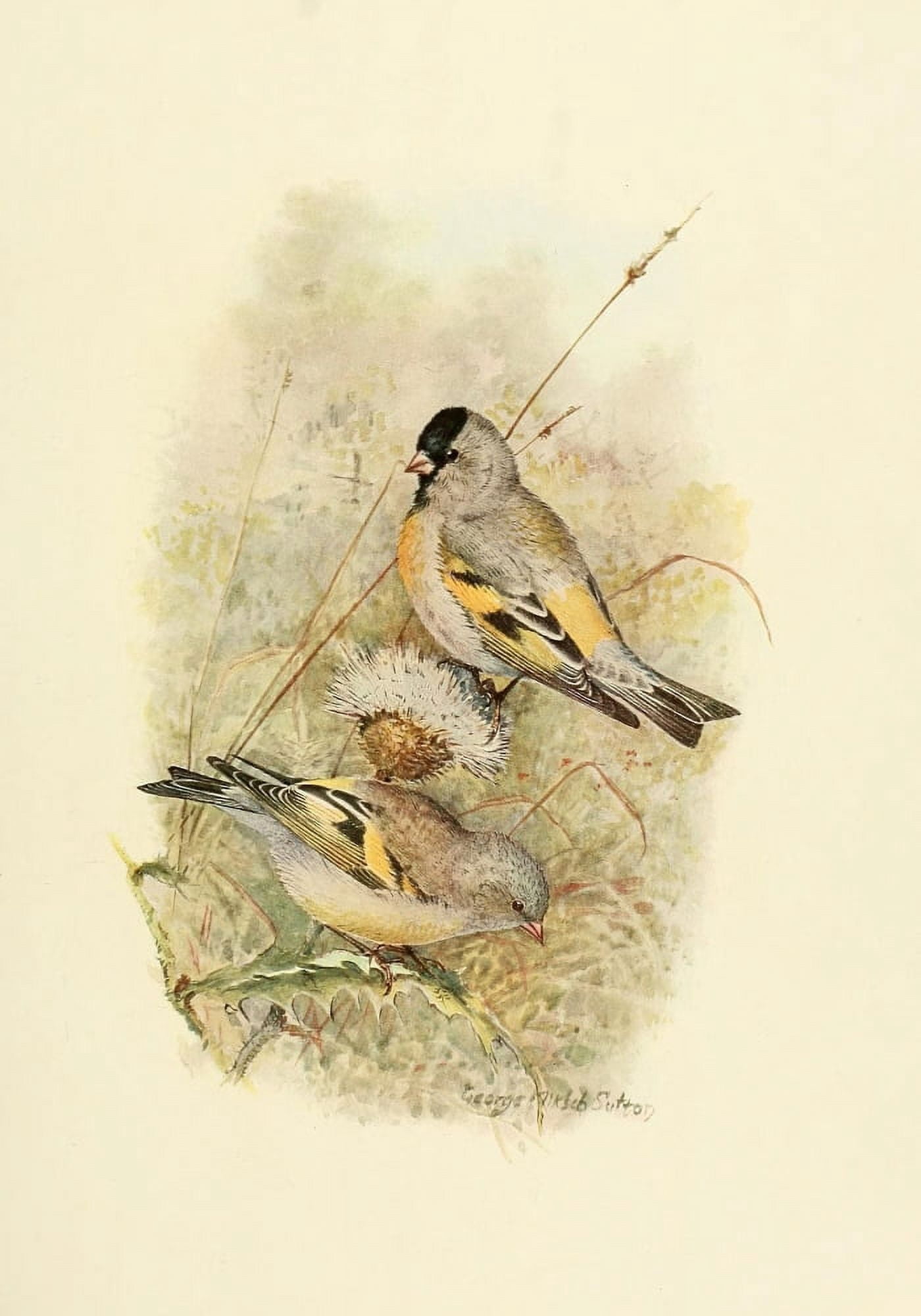 Birds of California 1923 Lawrences Goldfinch Canvas Art - A Brooks (24 x 36)