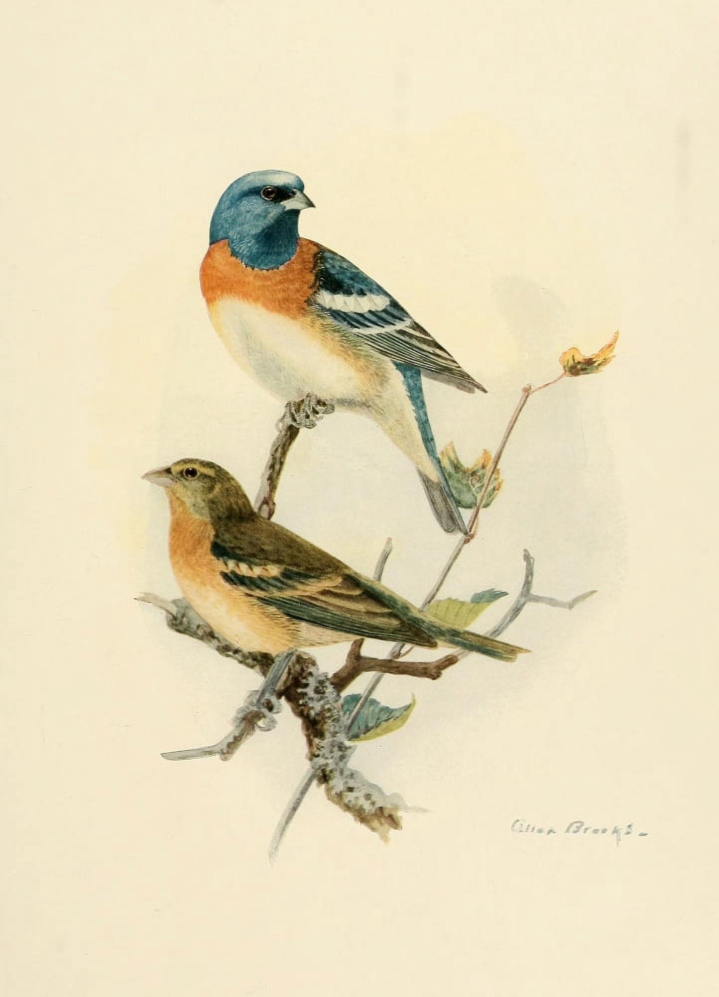 Birds of California 1923 Lazuli Bunting Canvas Art - A Brooks (18 x 24)