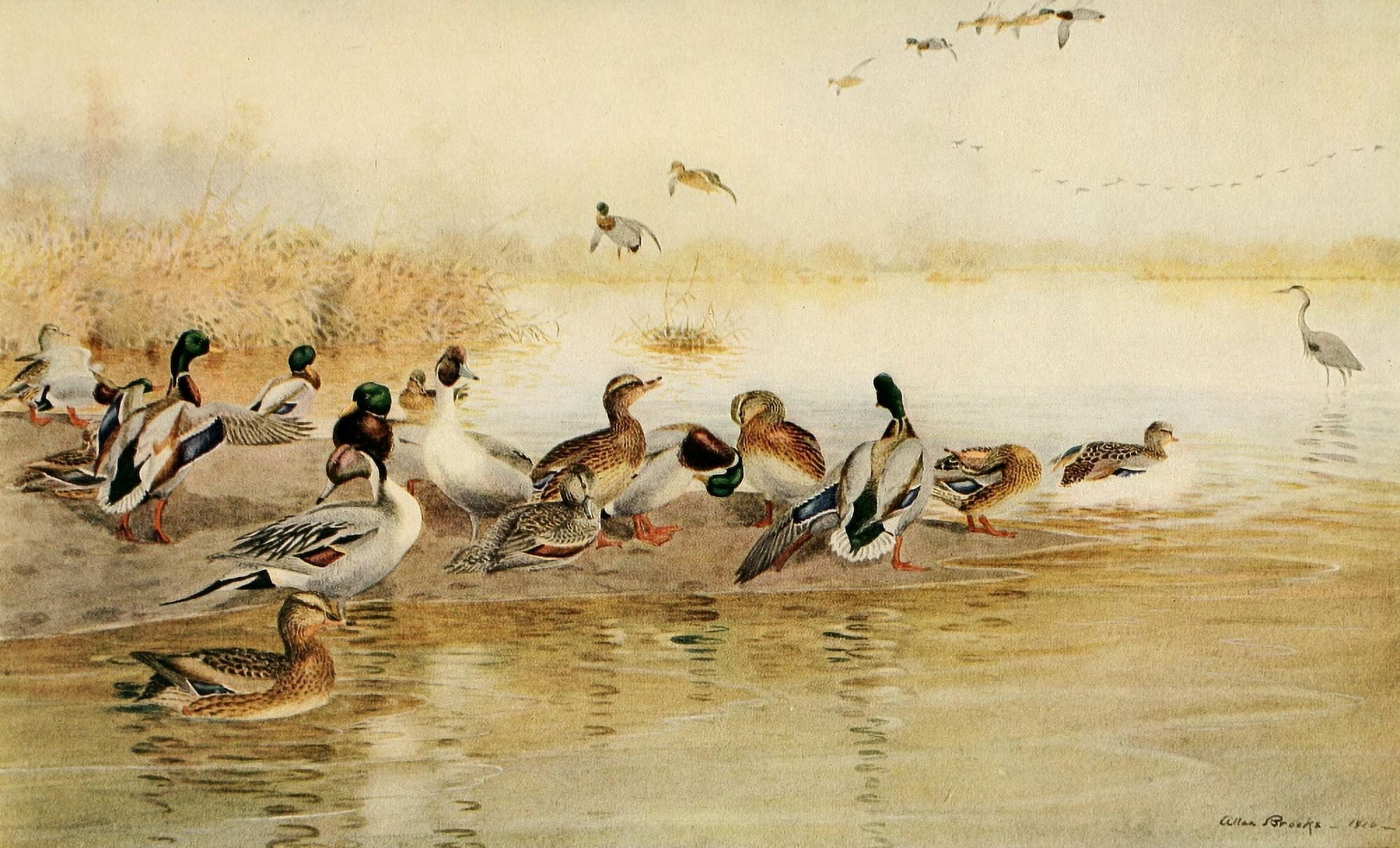 Birds of California 1923 Mallards & Pintails Canvas Art - A Brooks (18 x 24)