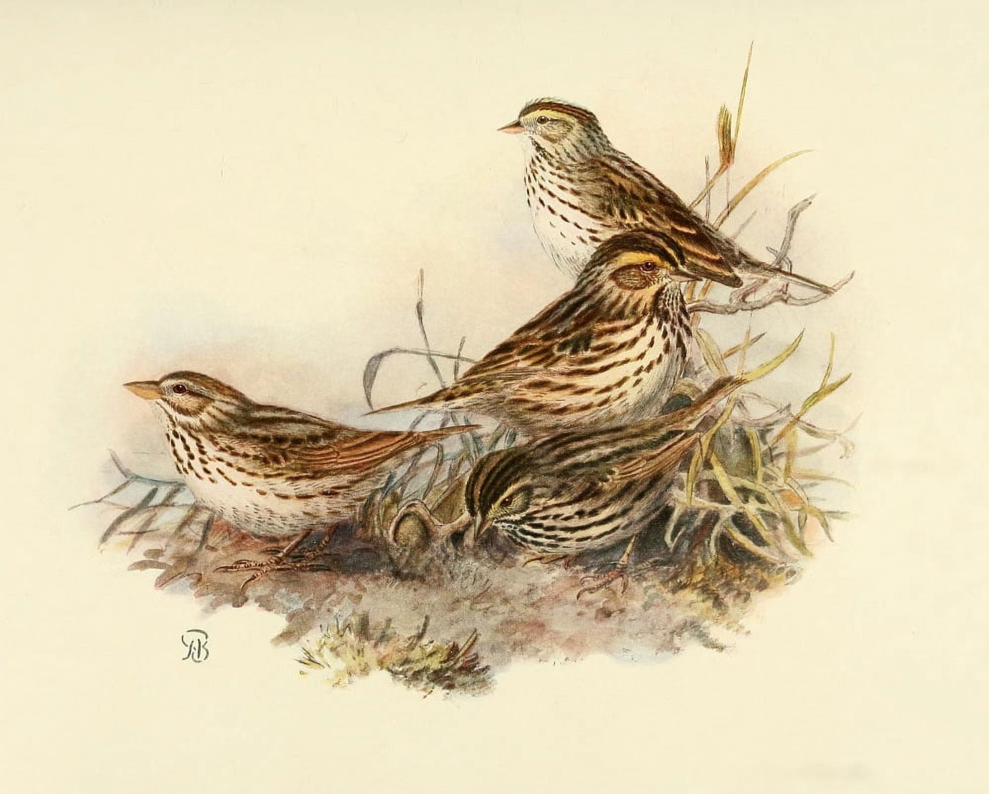 Birds of California 1923 Marsh Sparrows Canvas Art - A Brooks (24 x 36)