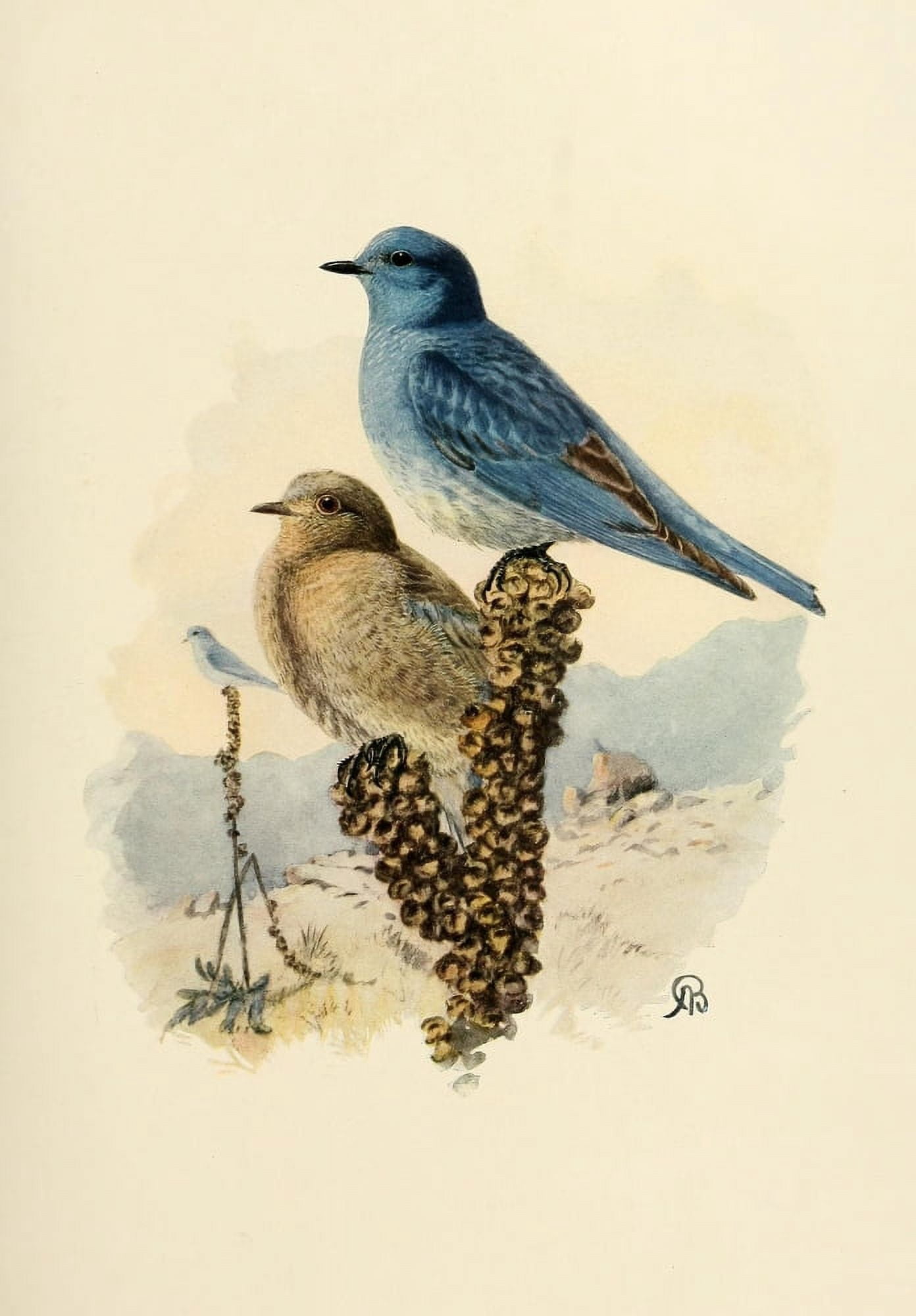 Birds of California 1923 Mountain Bluebird Canvas Art - A Brooks (18 x 24)