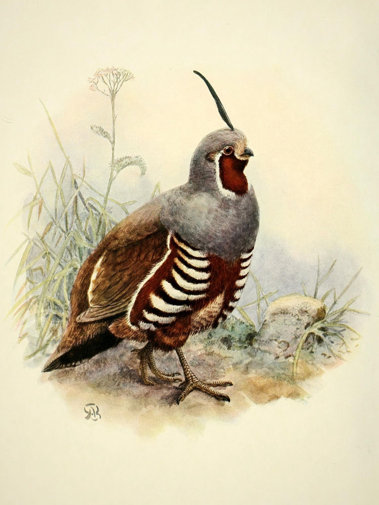 Birds of California 1923 Mountain Quail Canvas Art - A Brooks (18 x 24)