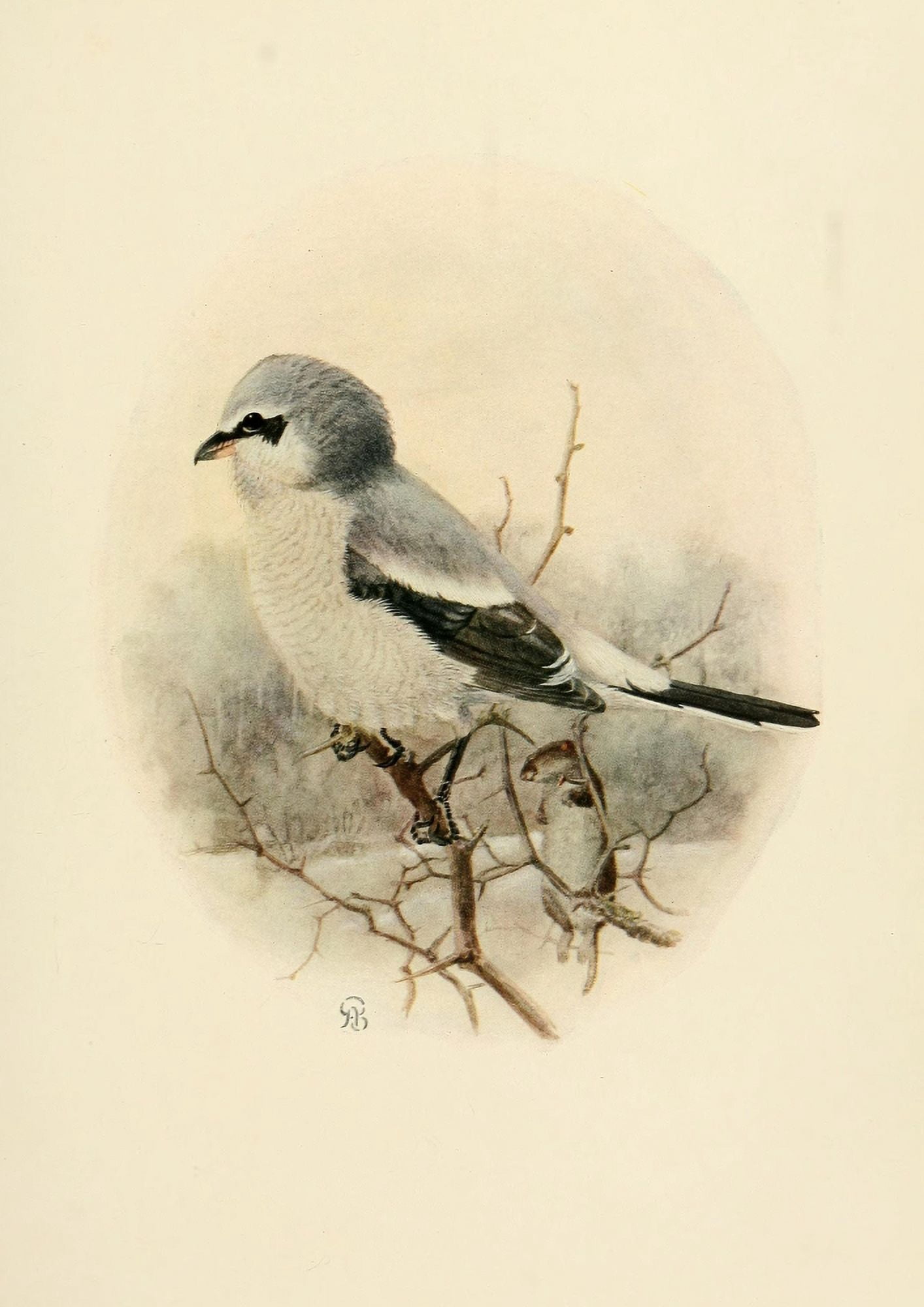 Birds of California 1923 Northwestern Shrike Canvas Art - A Brooks (24 x 36)