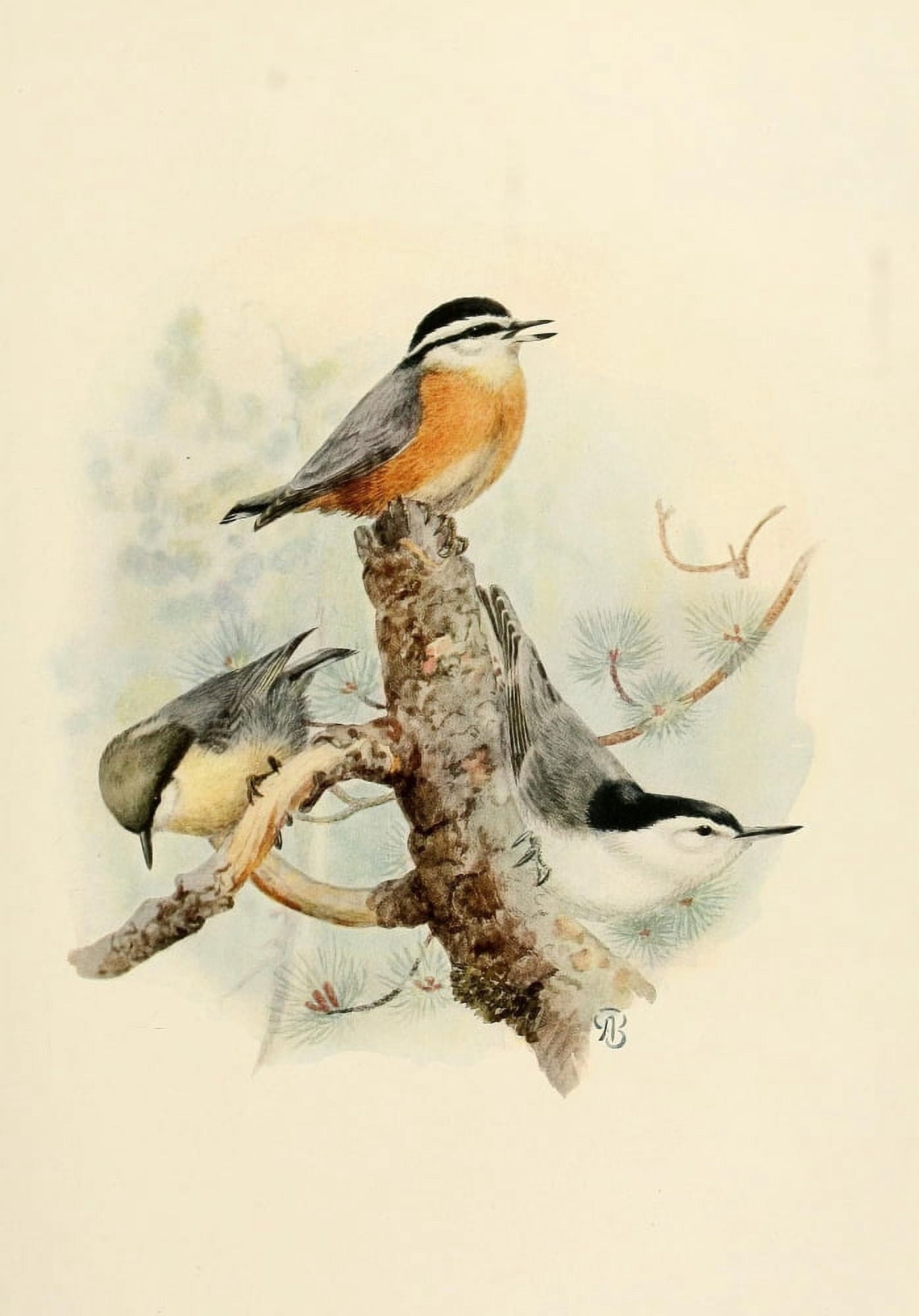 Birds of California 1923 Nuthatches Canvas Art - A Brooks (18 x 24)