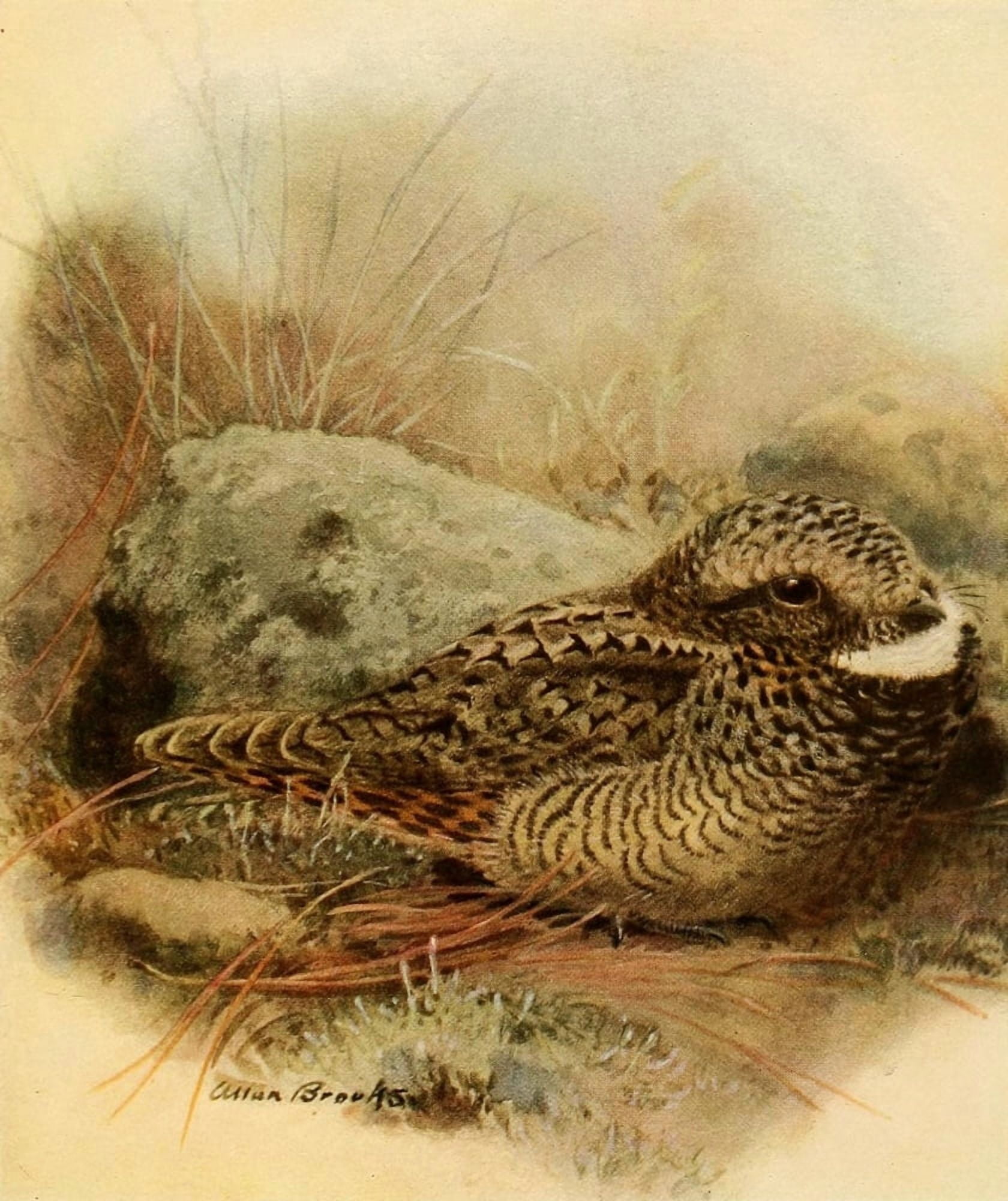 Birds of California 1923 Nuttalls Poorwill Canvas Art - A Brooks (24 x 36)