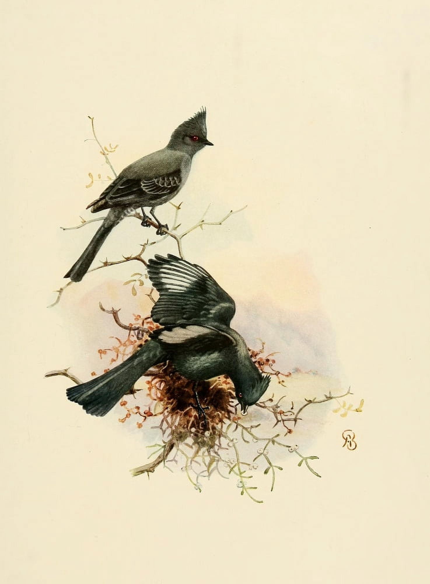 Birds of California 1923 Phainopepla Canvas Art - A Brooks (18 x 24)