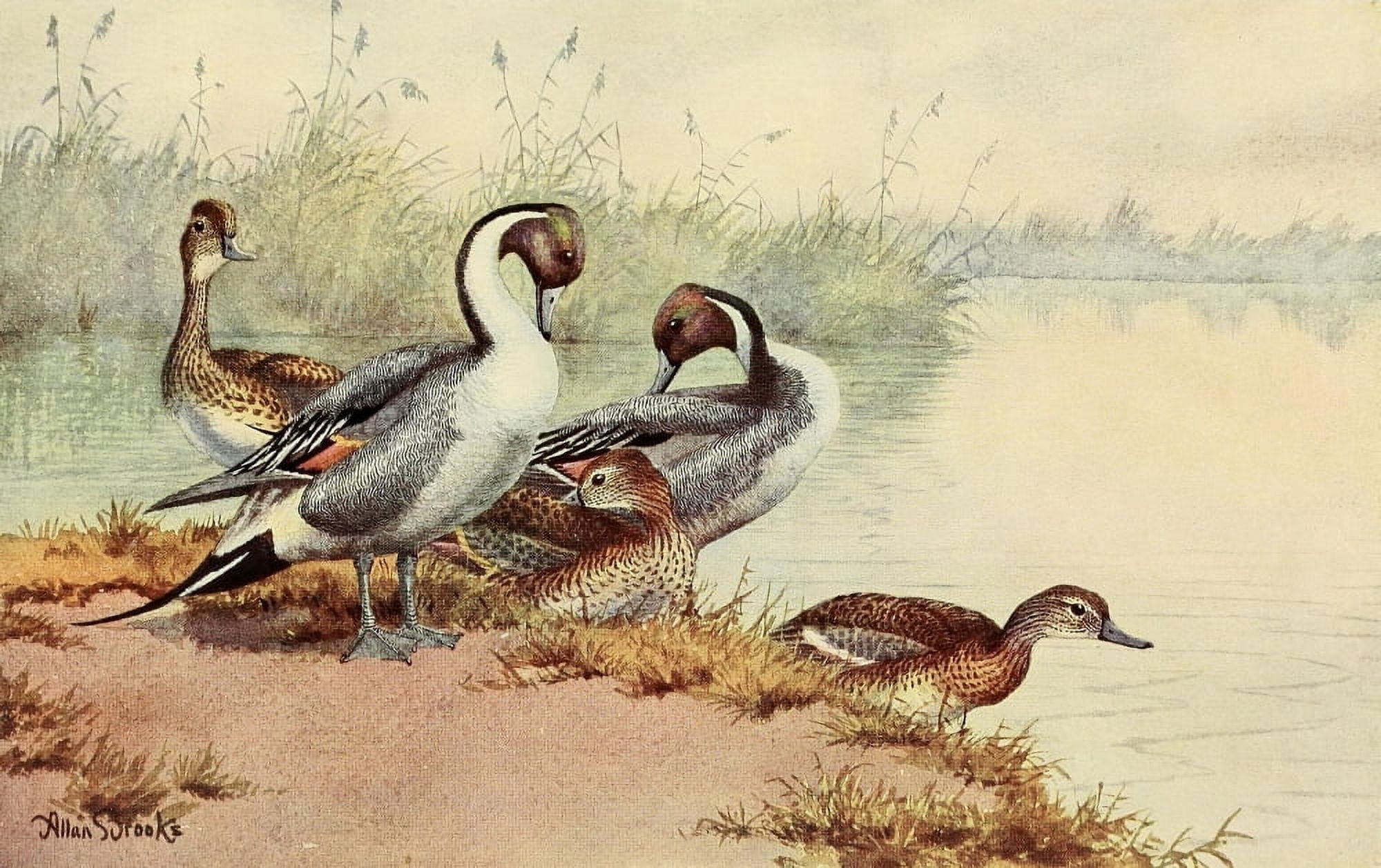 Birds of California 1923 Pintail Ducks Canvas Art - A Brooks (24 x 36)