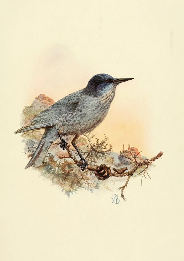 Birds of California 1923 Pinyon Jay Canvas Art - A Brooks (24 x 36)