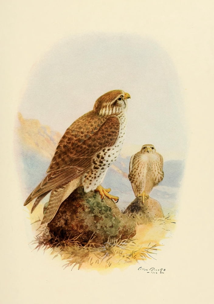 Birds of California 1923 Prairie Falcon Canvas Art - A Brooks (24 x 36)