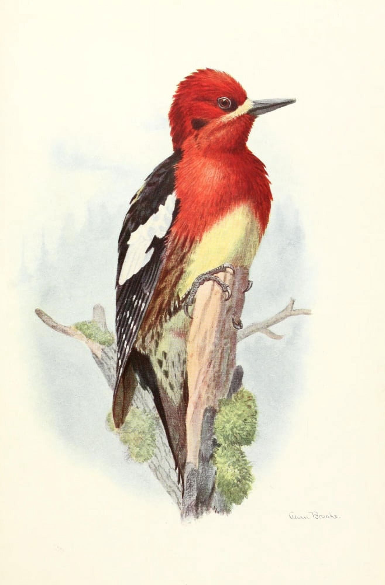 Birds of California 1923 Red-brstd Sapsucker Canvas Art - A Brooks (18 x 24)
