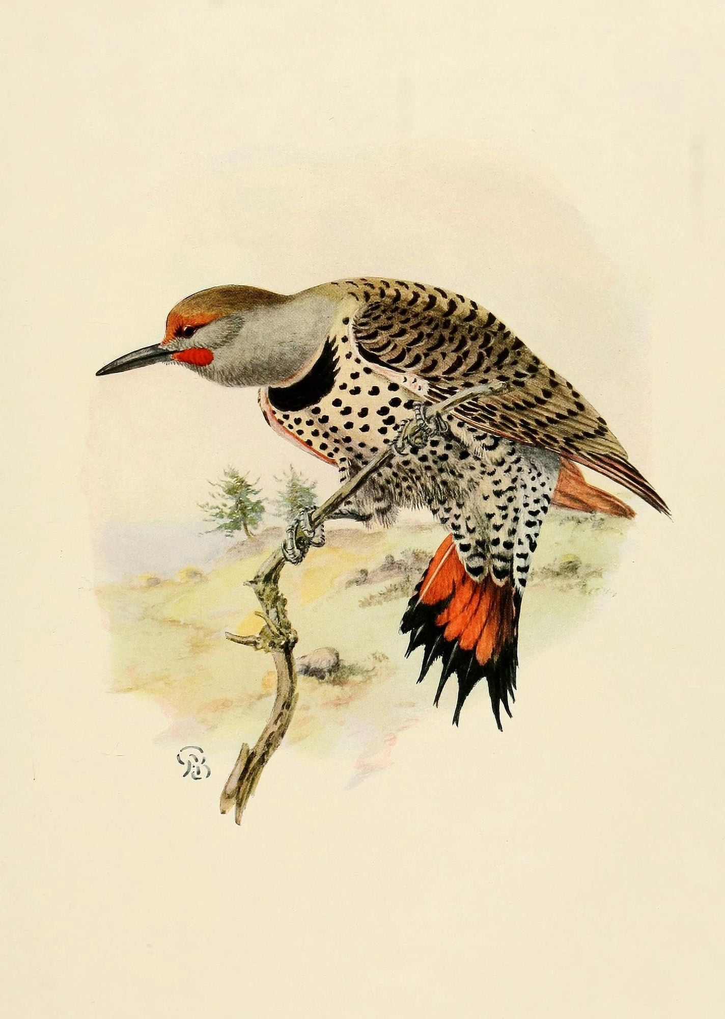 Birds of California 1923 Red-shafted Flicker Canvas Art - A Brooks (24 x 36)