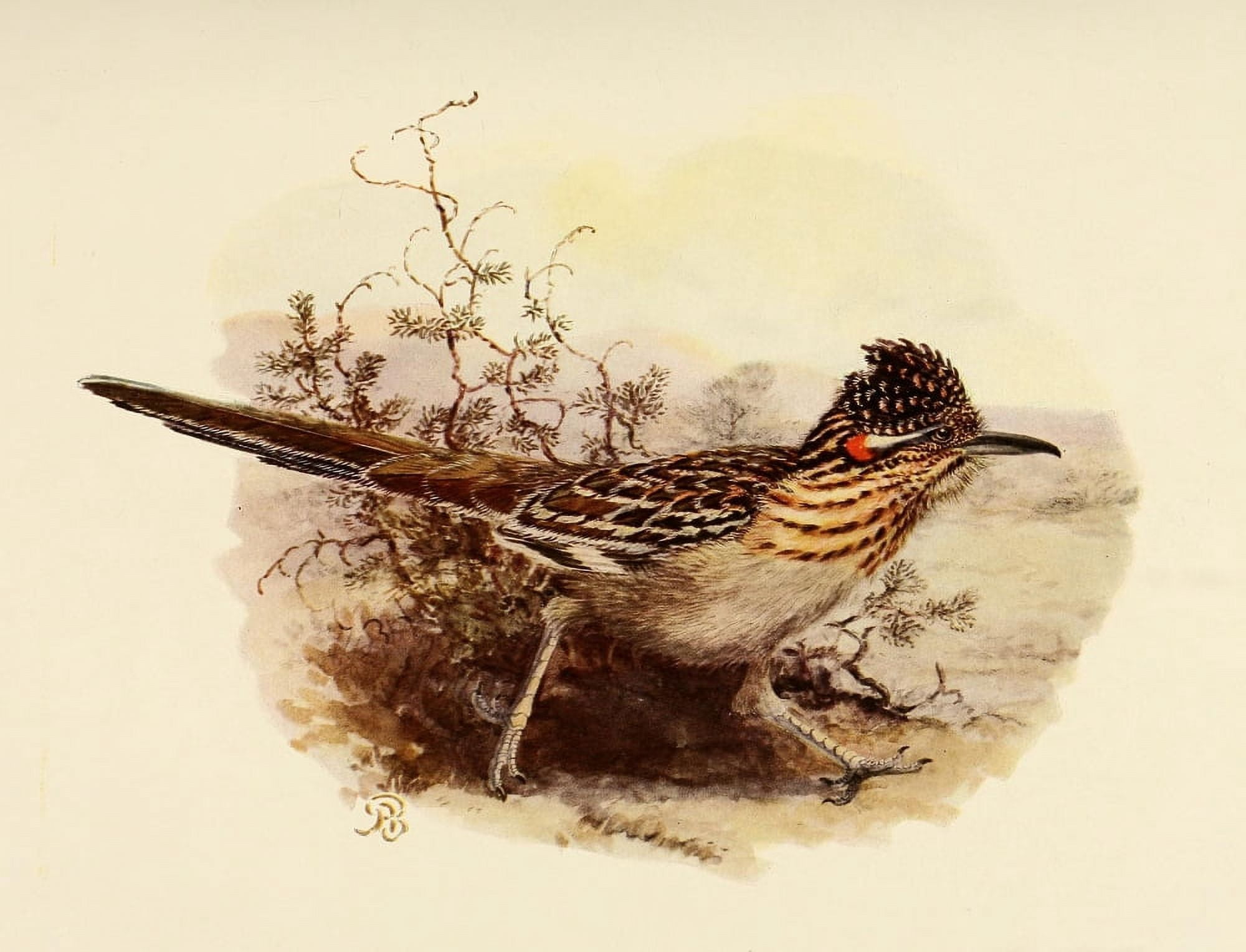 Birds of California 1923 Roadrunner Canvas Art - A Brooks (18 x 24)