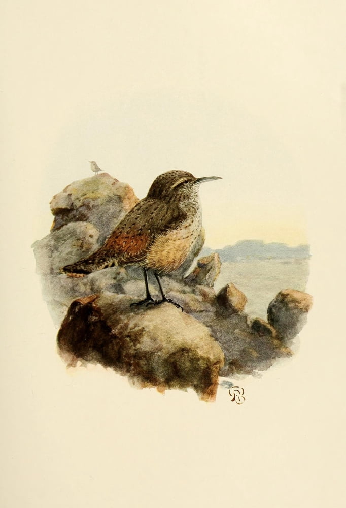 Birds of California 1923 Rock Wren Canvas Art - A Brooks (24 x 36)