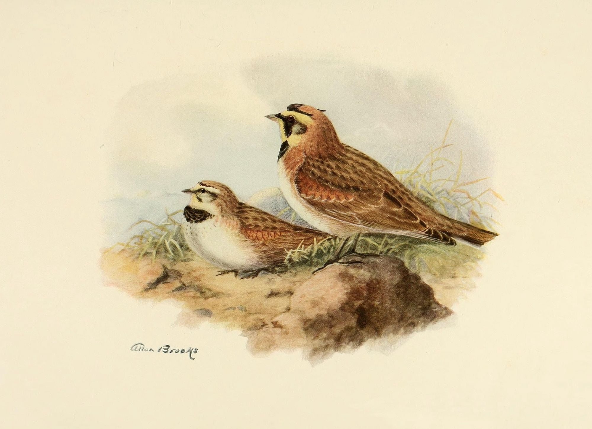 Birds of California 1923 Ruddy Horned Lark Canvas Art - A Brooks (24 x 36)