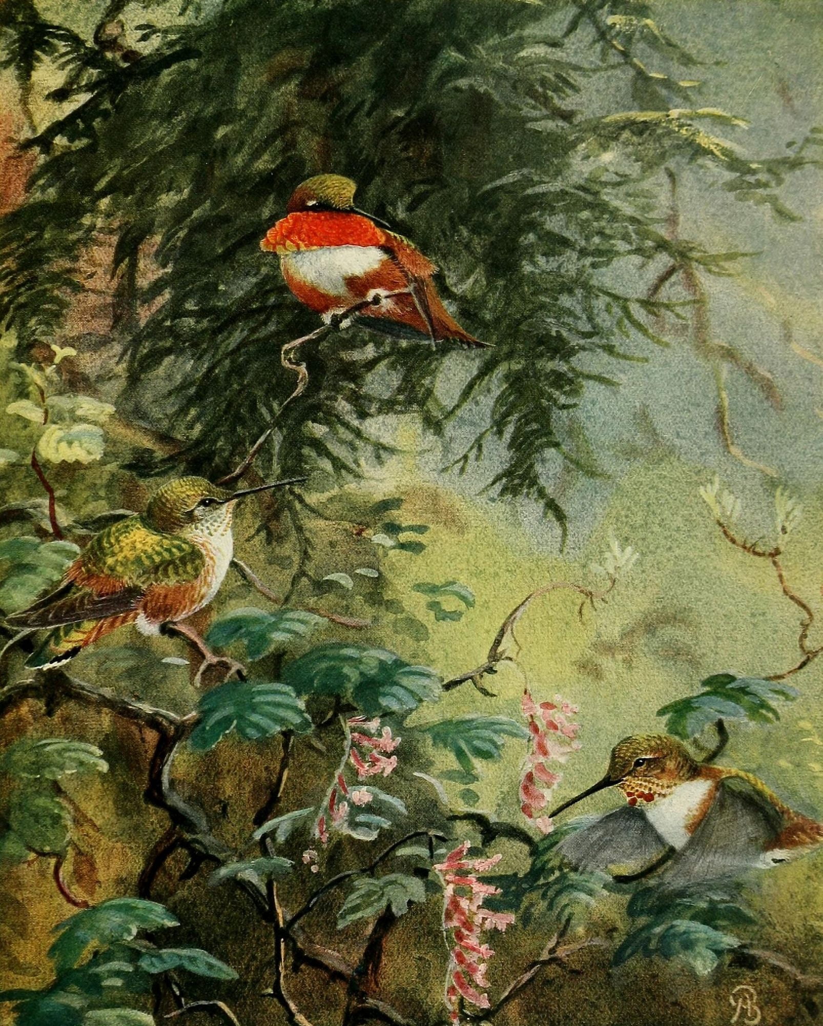 Birds of California 1923 Rufous Hummer Canvas Art - A Brooks (24 x 36)