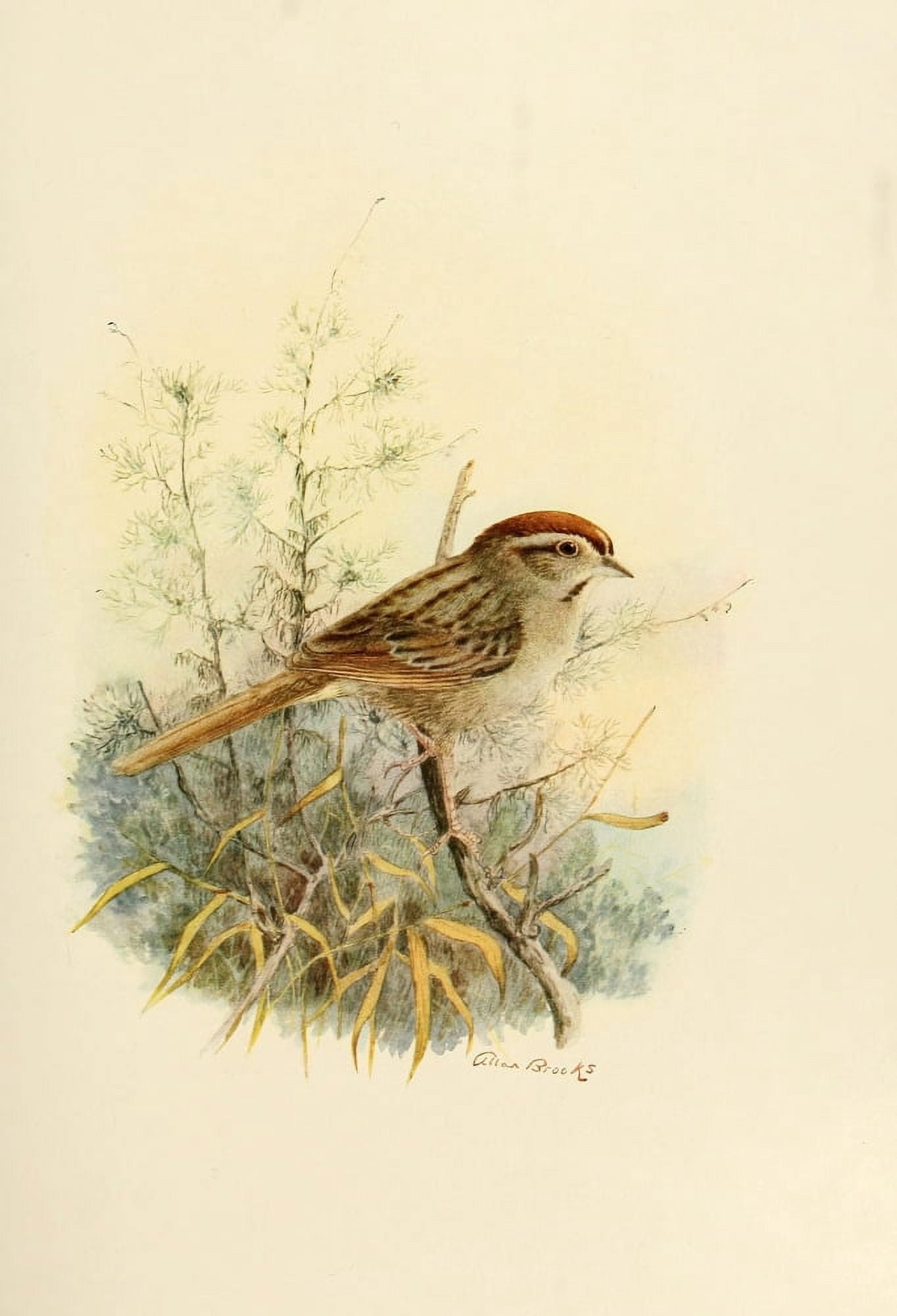 Birds of California 1923 Rufous-crowned Sparrow Canvas Art - A Brooks (24 x 36)