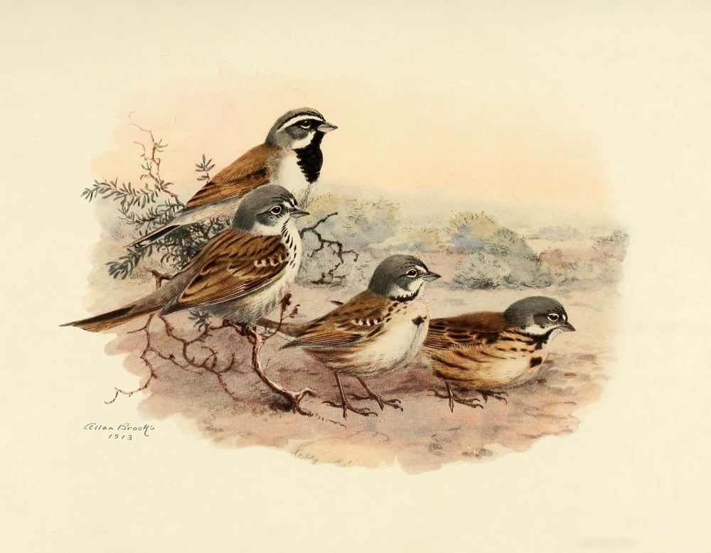 Birds of California 1923 Sage Sparrows Canvas Art - A Brooks (24 x 36)