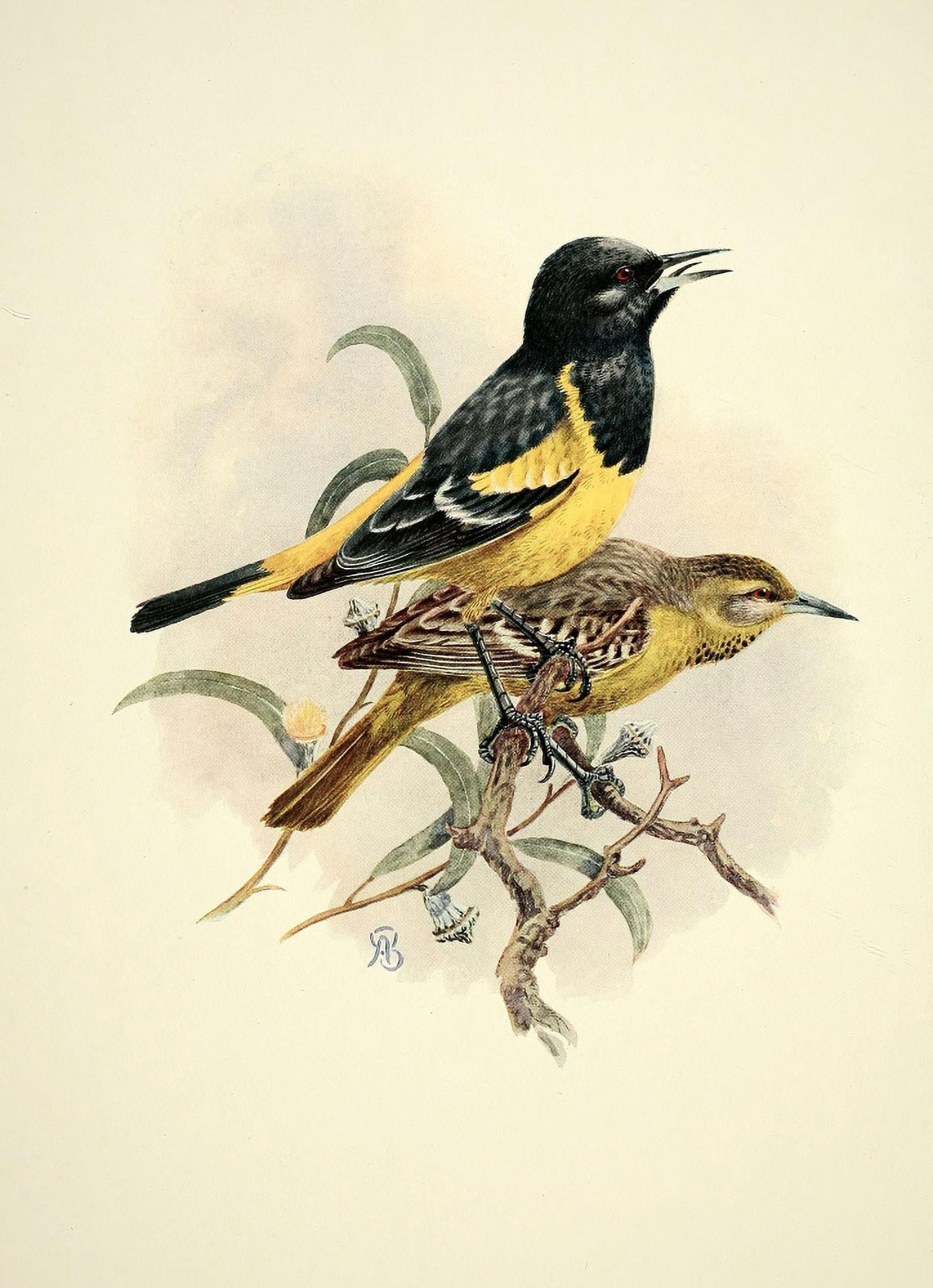 Birds of California 1923 Scotts Oriole Canvas Art - A Brooks (18 x 24)