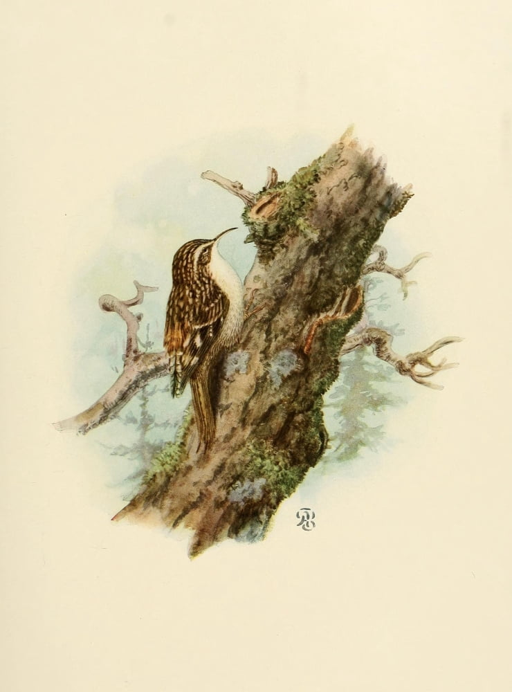 Birds of California 1923 Sierra Creeper Canvas Art - A Brooks (24 x 36)
