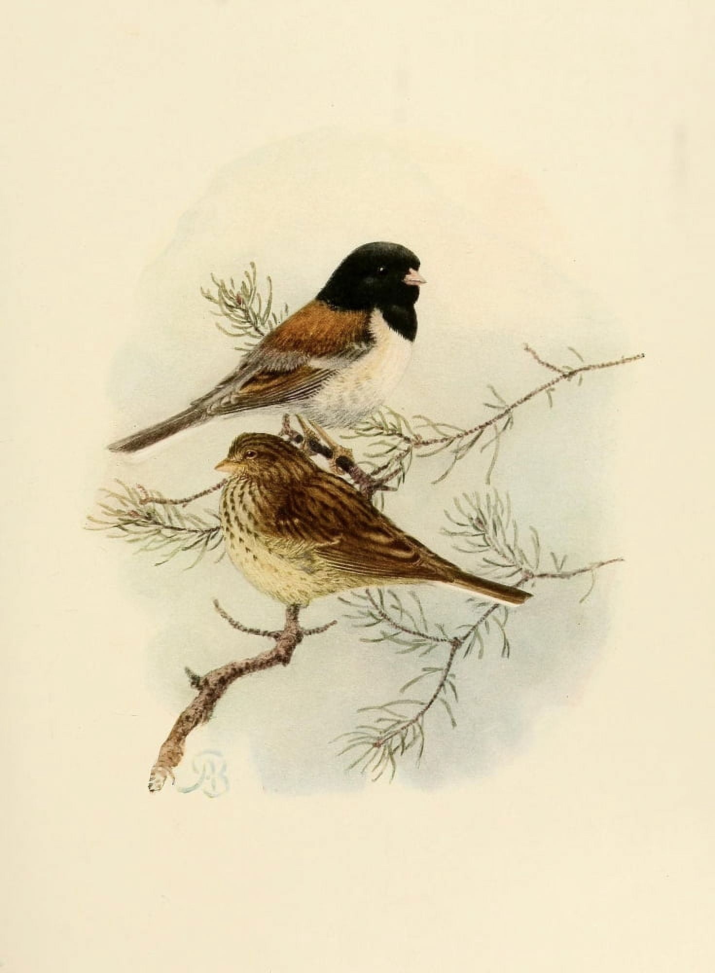Birds of California 1923 Sierra Junco Canvas Art - A Brooks (18 x 24)